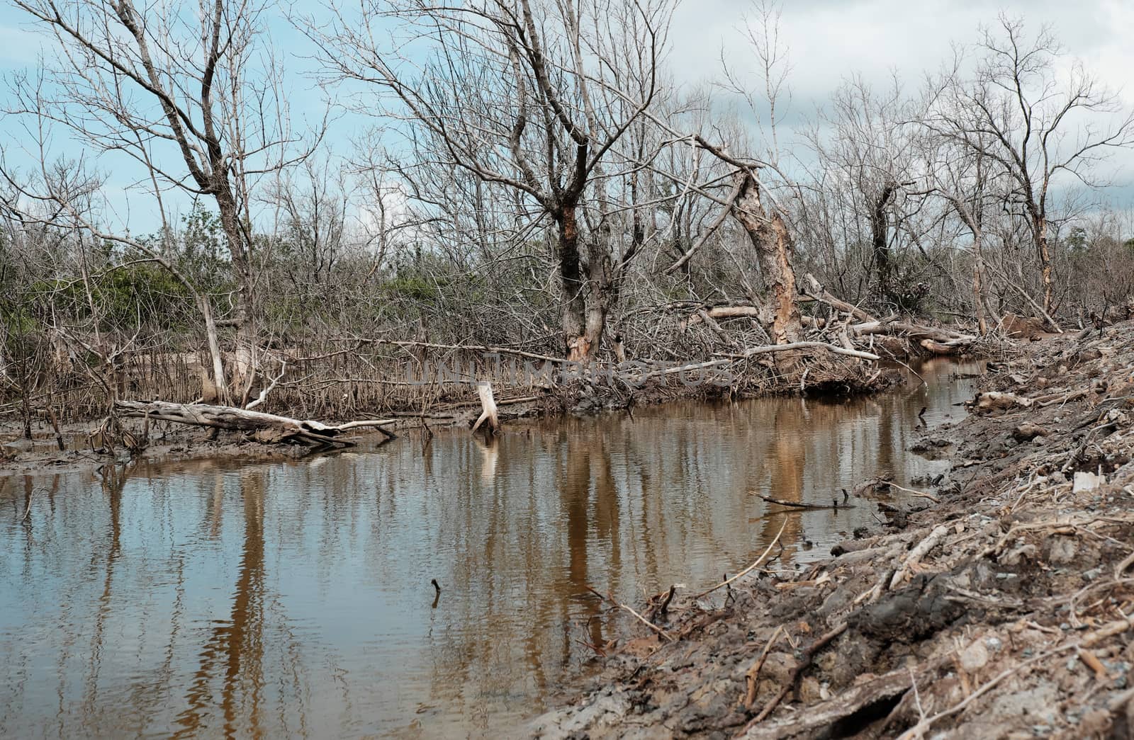 Dry mangrove forest, dried tree  by xuanhuongho