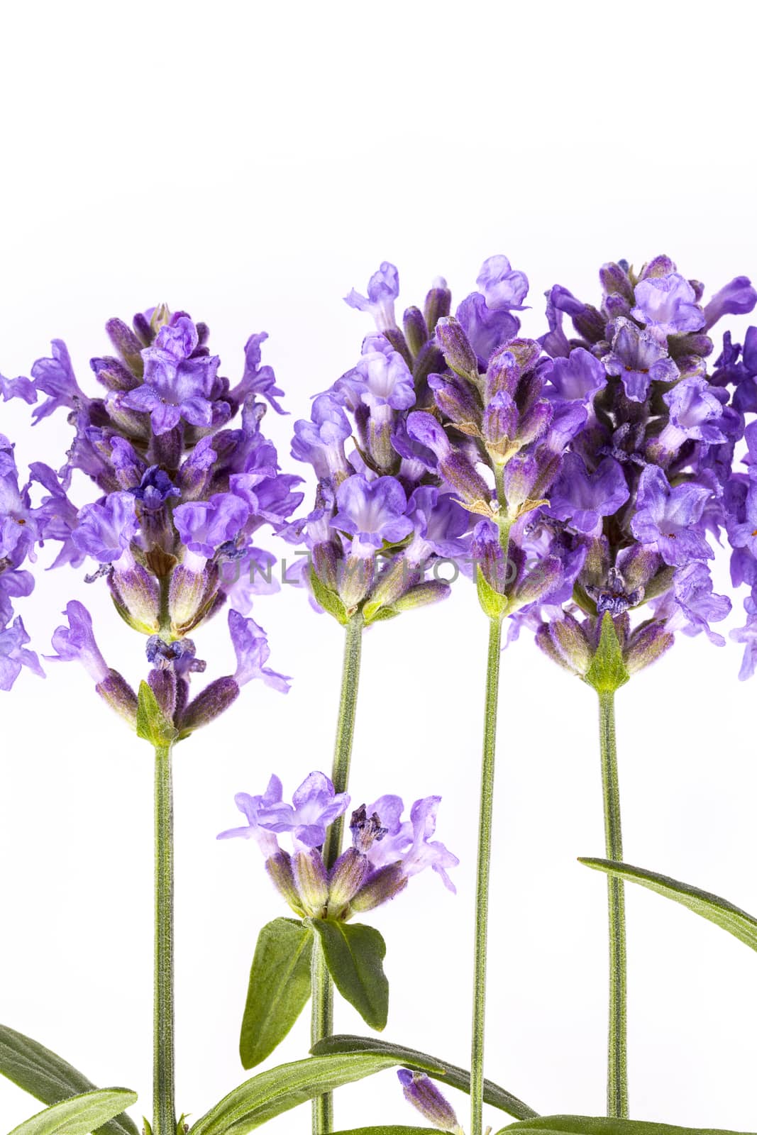 Violet  lavendula flowers on white background, close up by mychadre77
