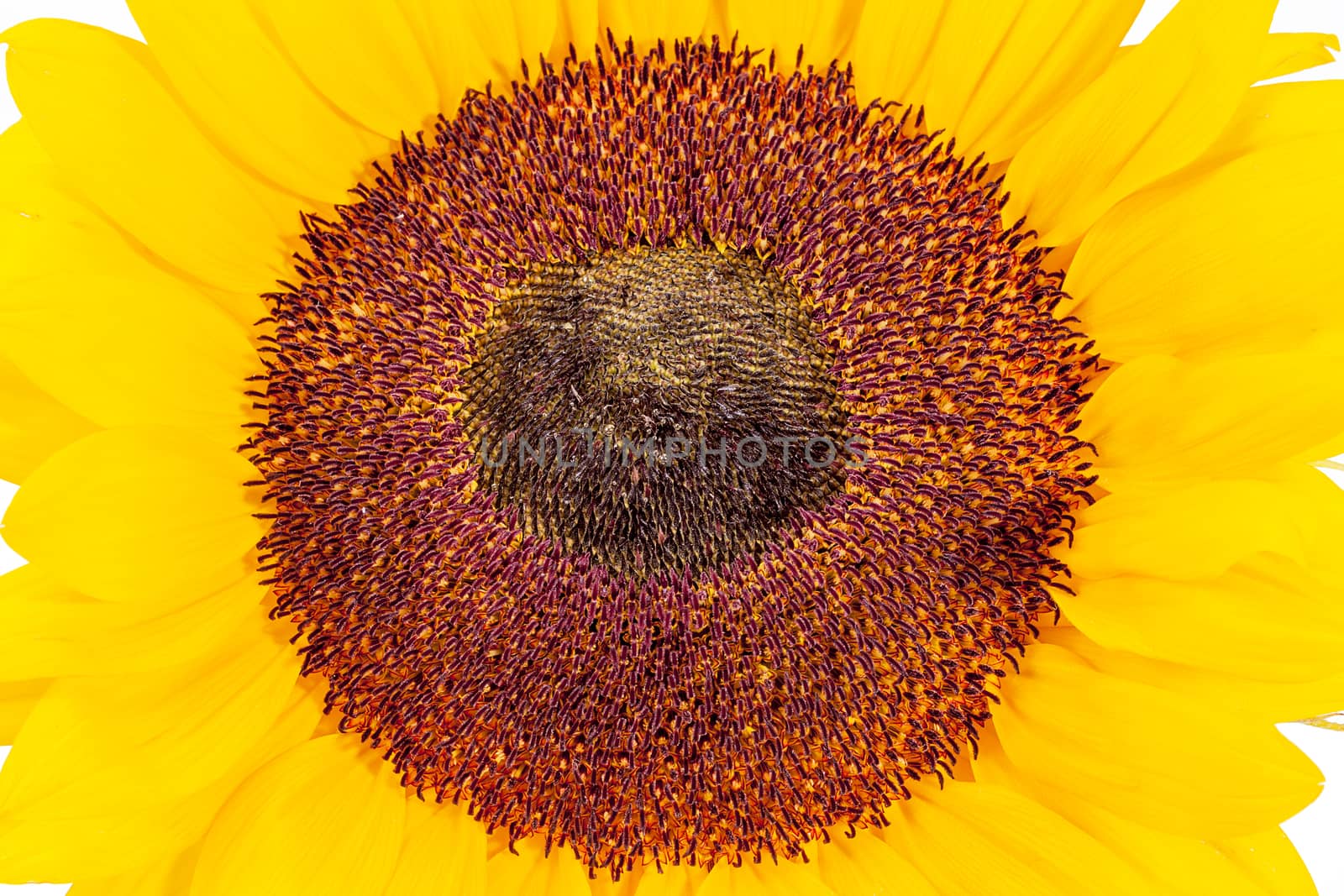 blooming sunflower on white background, close up.