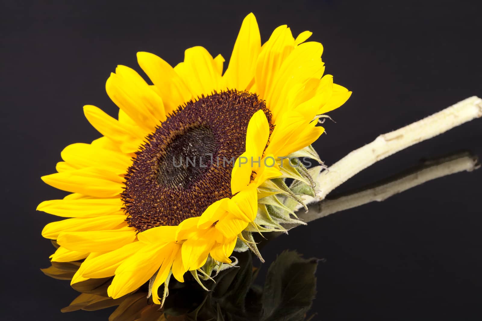 blooming sunflower on black  background, close up.