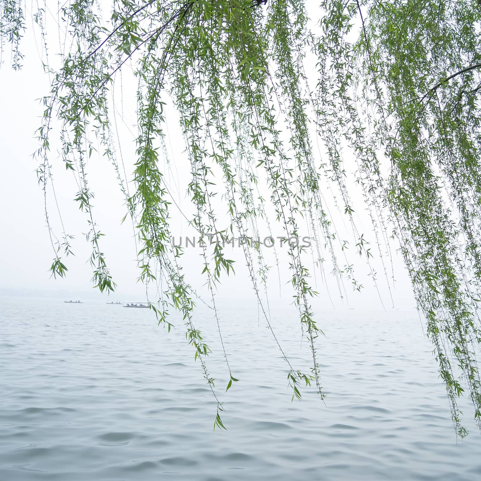 Chinese willow tree by simpleBE