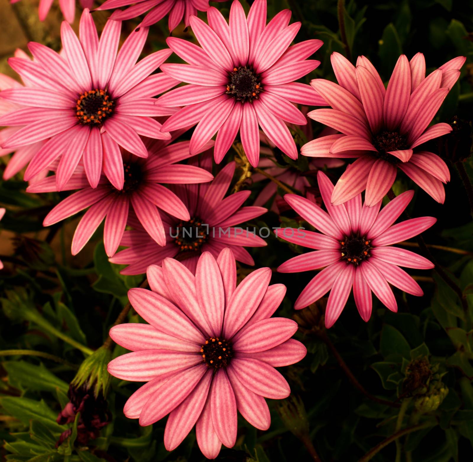 Beauty Dark Pink Garden Daisy Flowers on Blurred Flower and Leafs background Outdoors