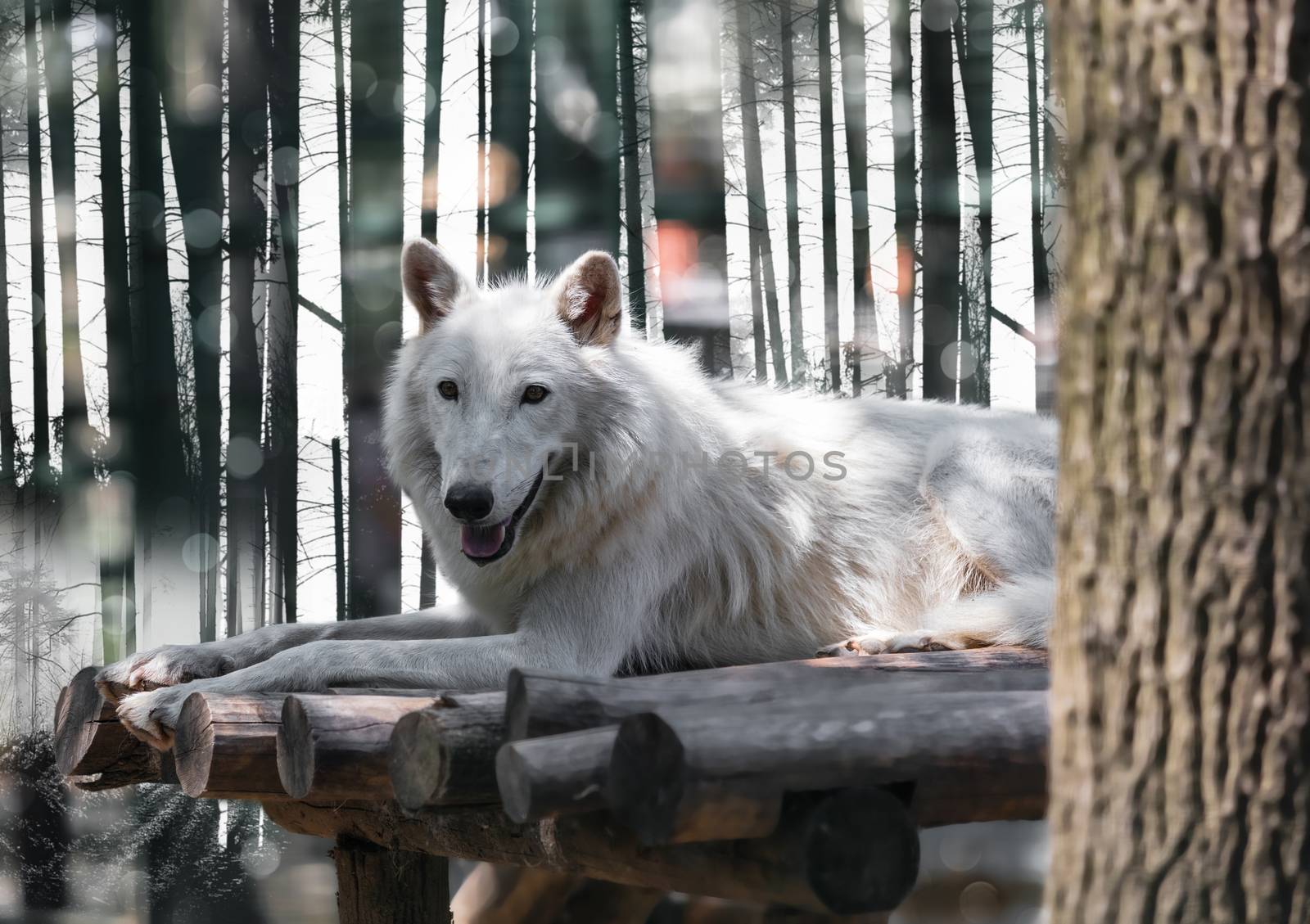 wild animal arctic white wolf lying close-up