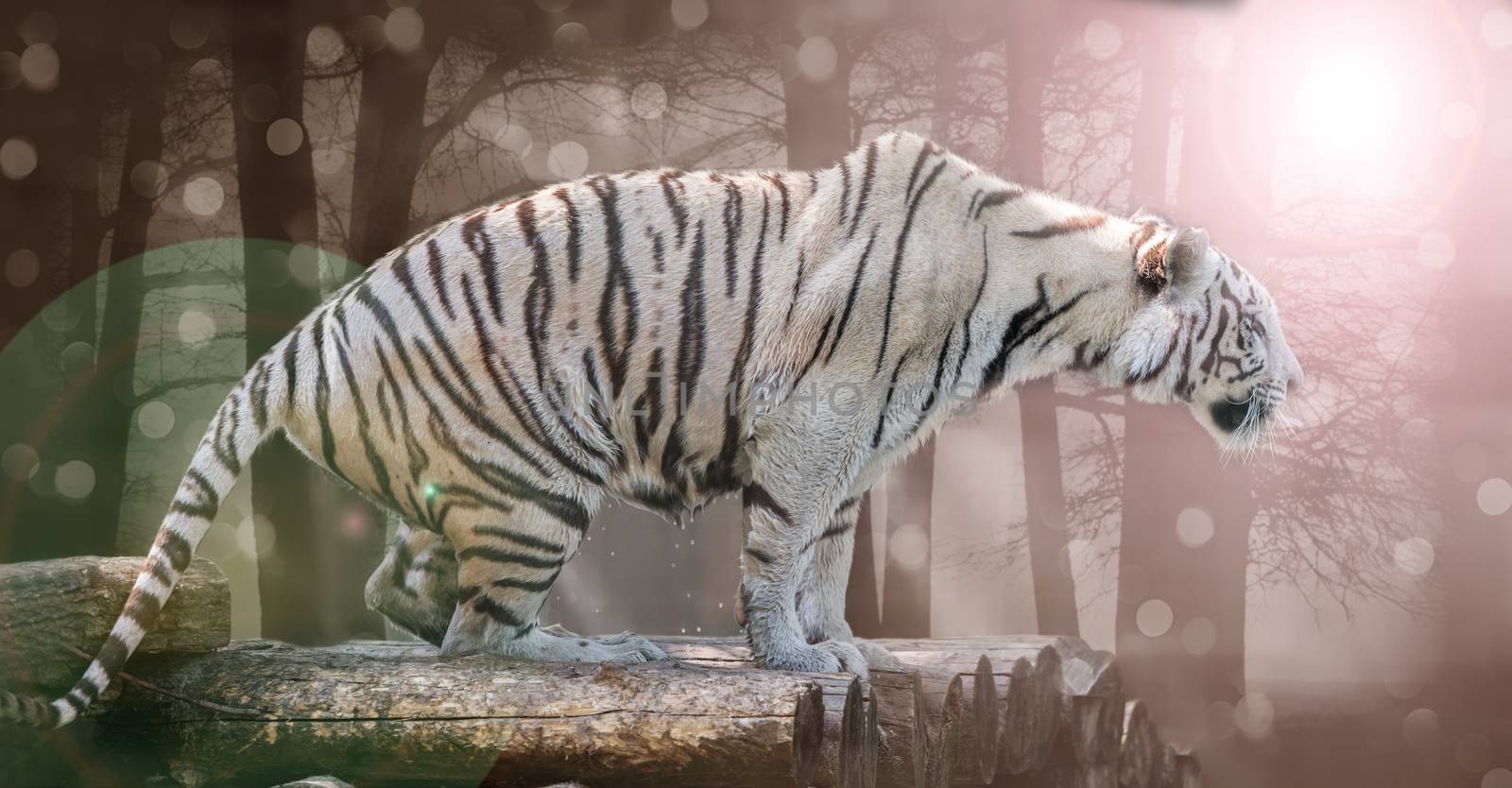 big white Bengal tiger closeup in nature