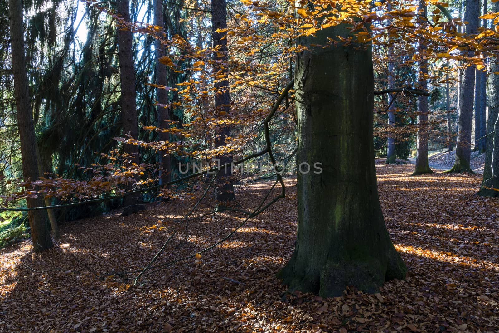 The leafy forest in the morning sunshine