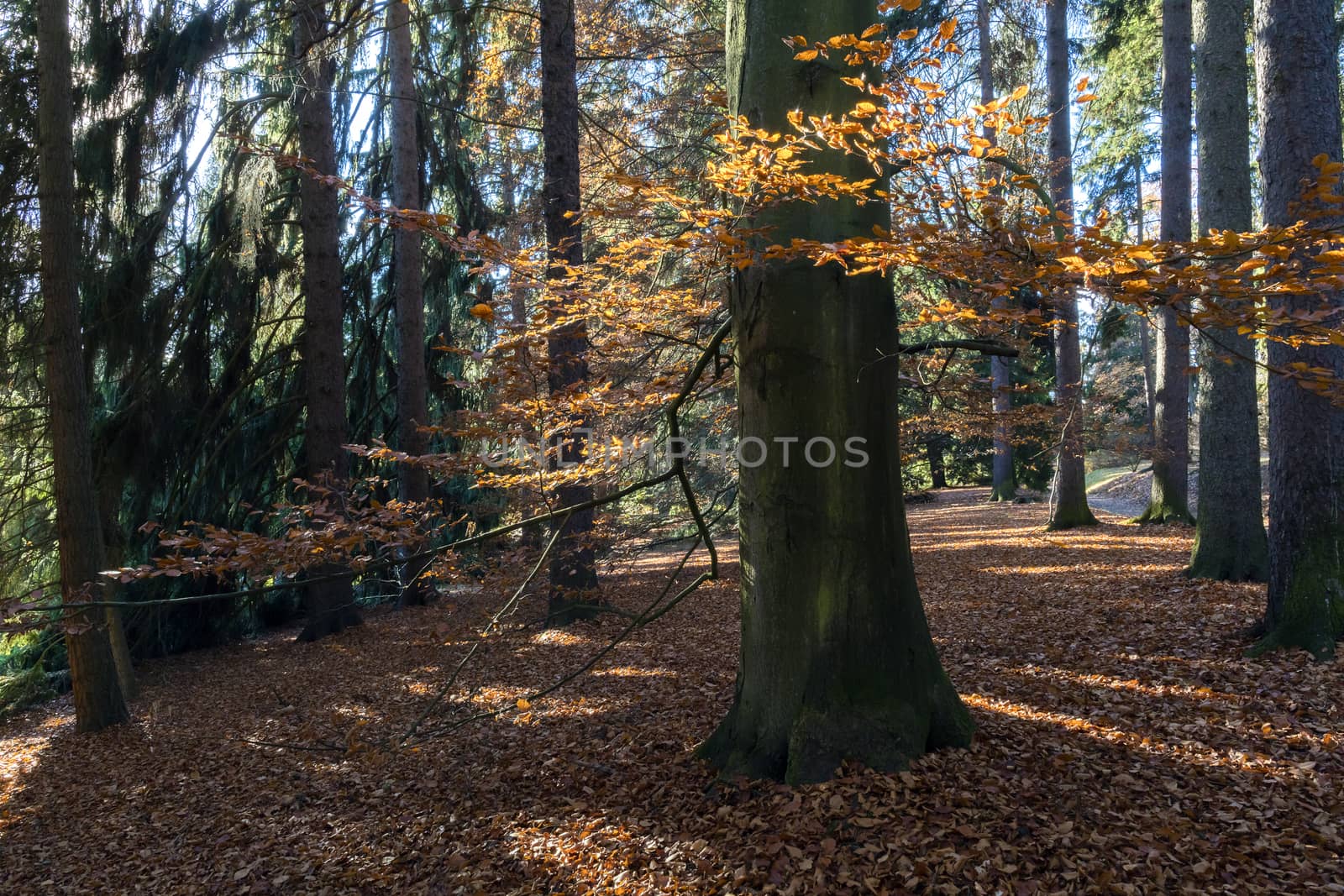 The leafy forest in the morning sunshine