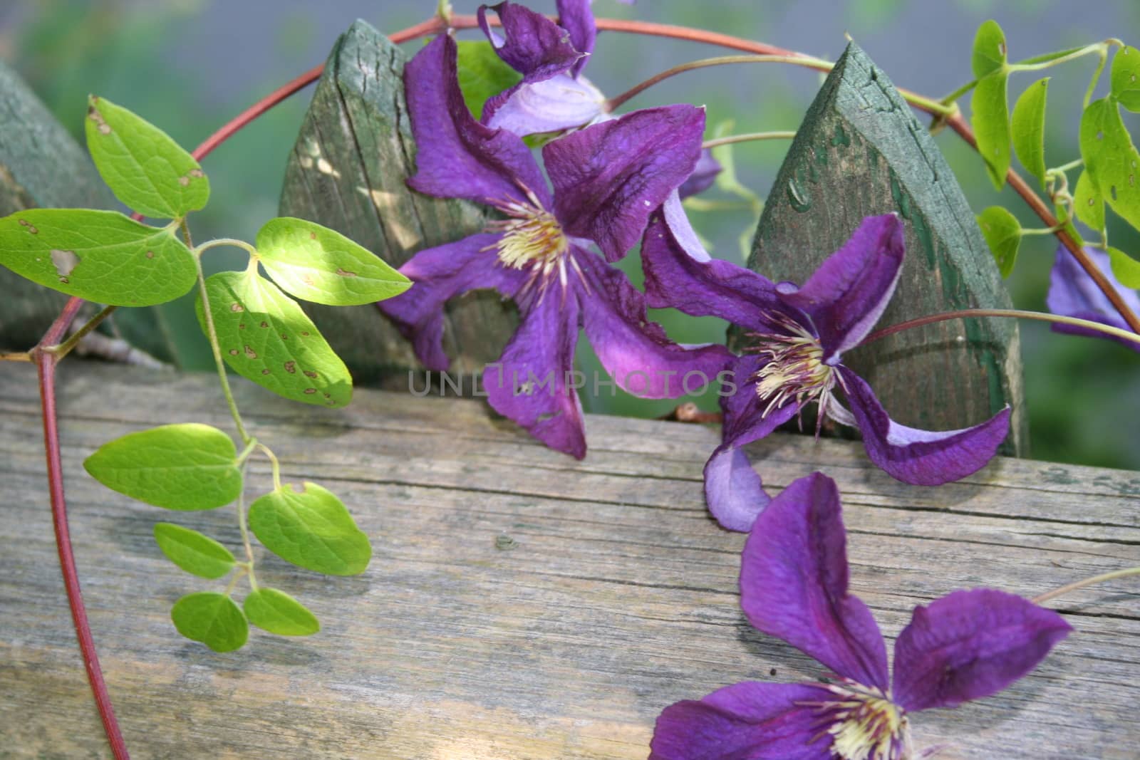 clematis by elin_merete