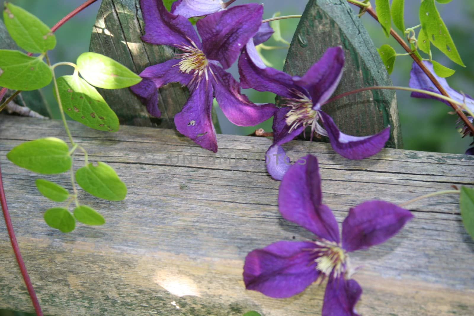 clematis by elin_merete