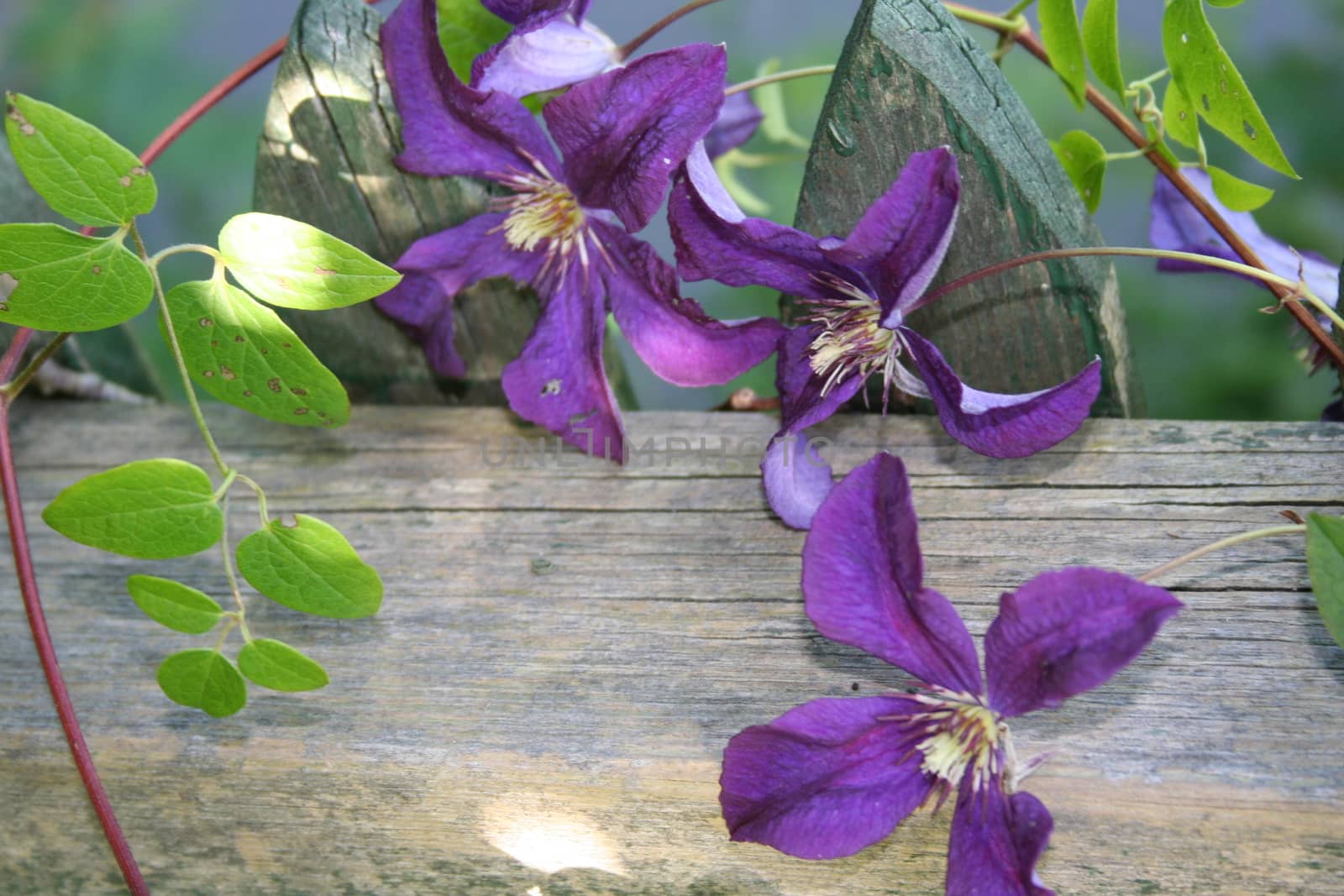 clematis by elin_merete