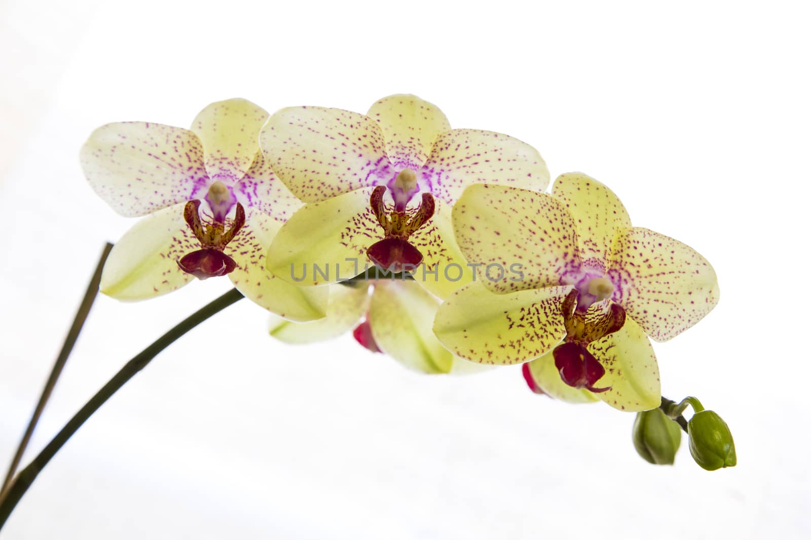 Close up view of orchid on white background