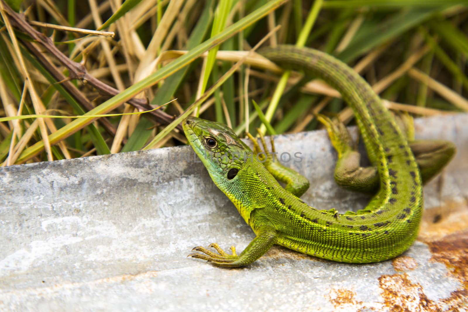 Close up view a lizard at the sun