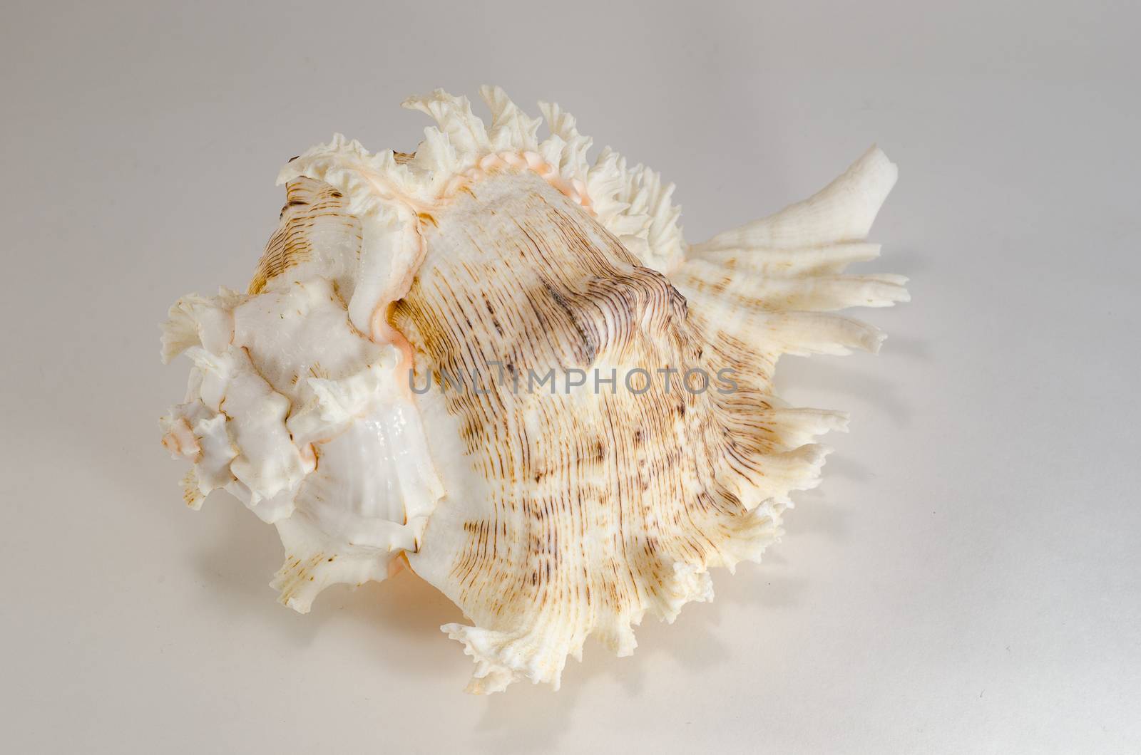 Sea shells is a beautiful souvenir of the trip to the sea