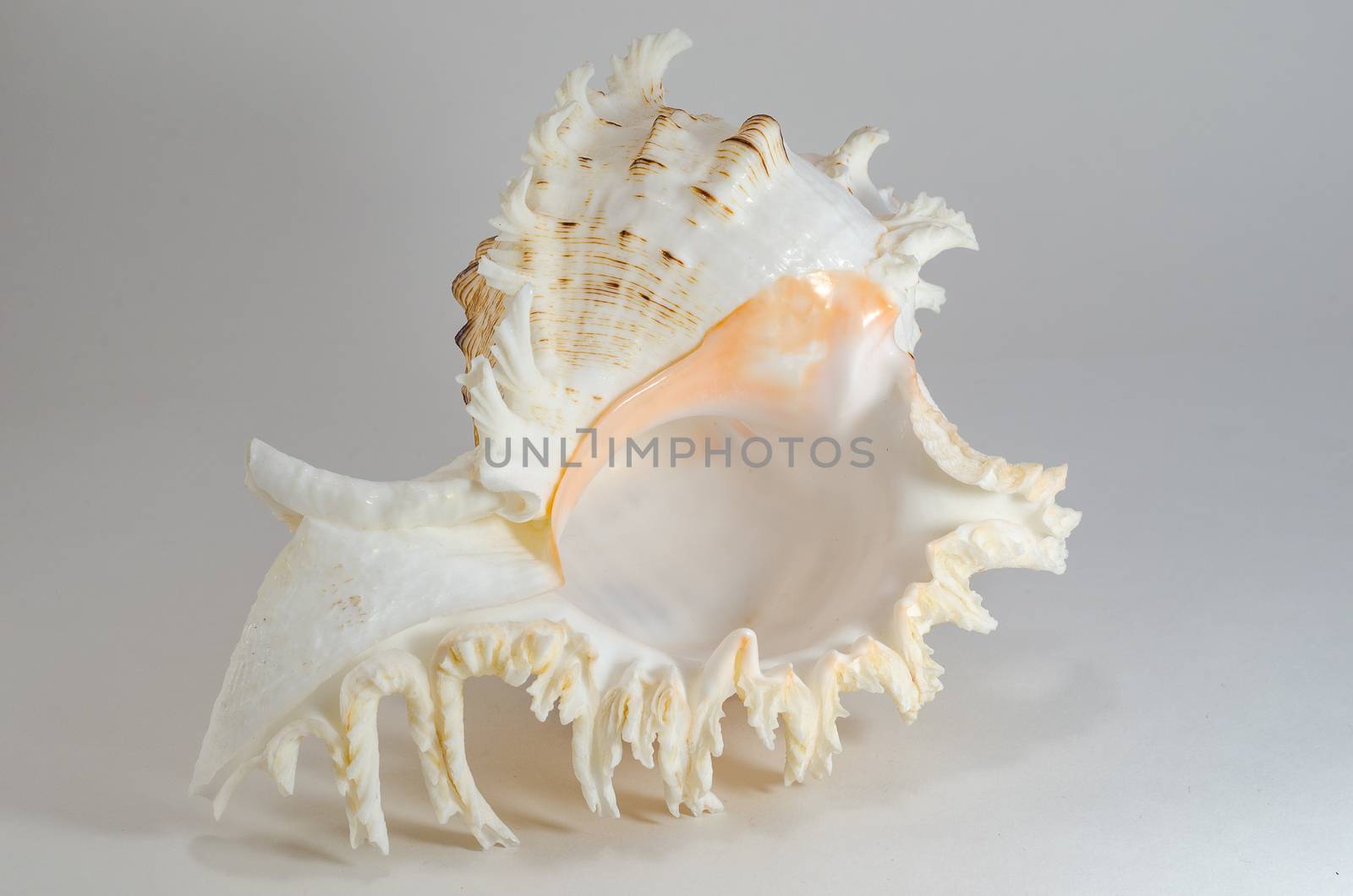 Sea shells is a beautiful souvenir of the trip to the sea