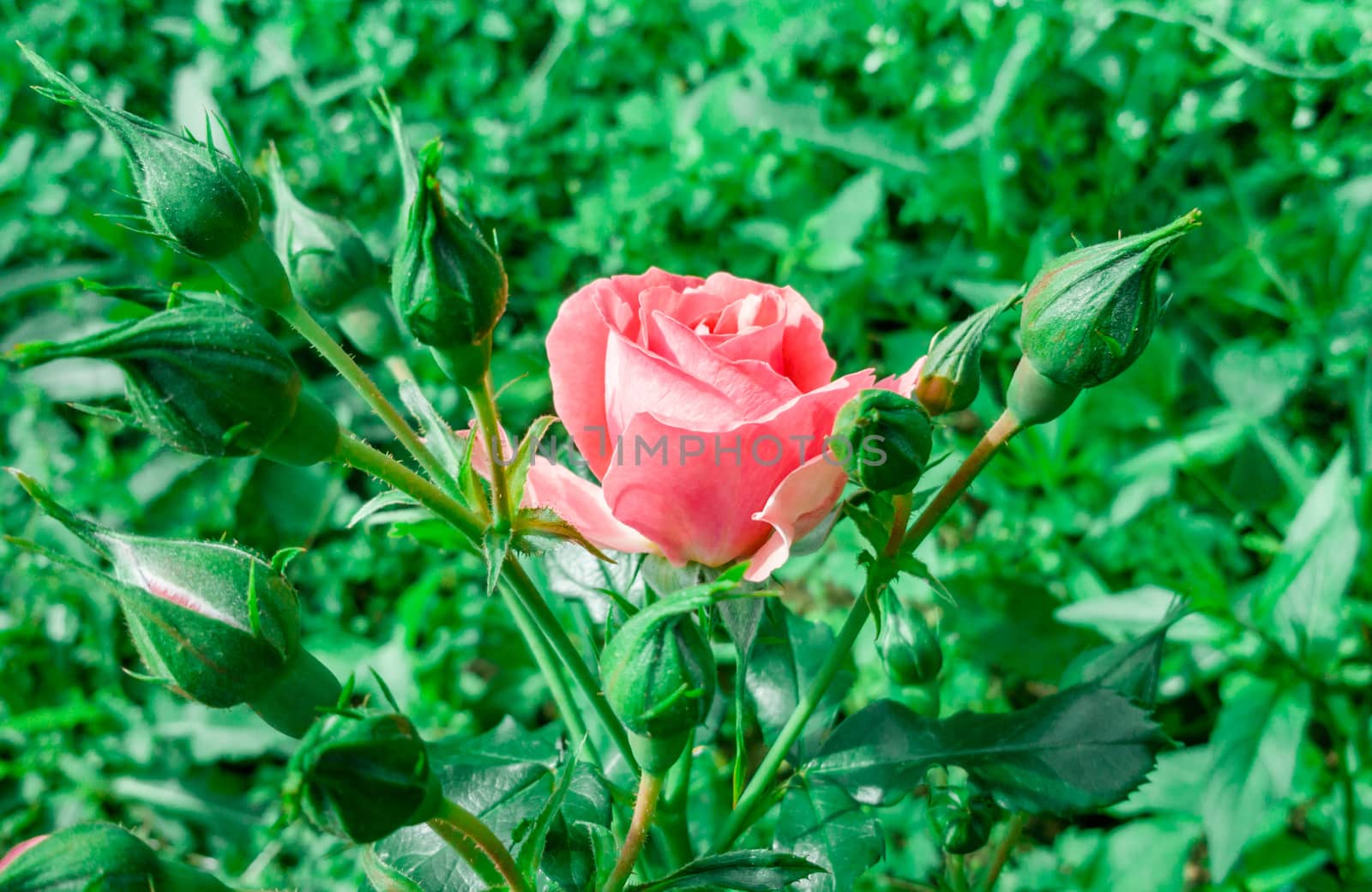 Beautiful flower pink rose by zeffss