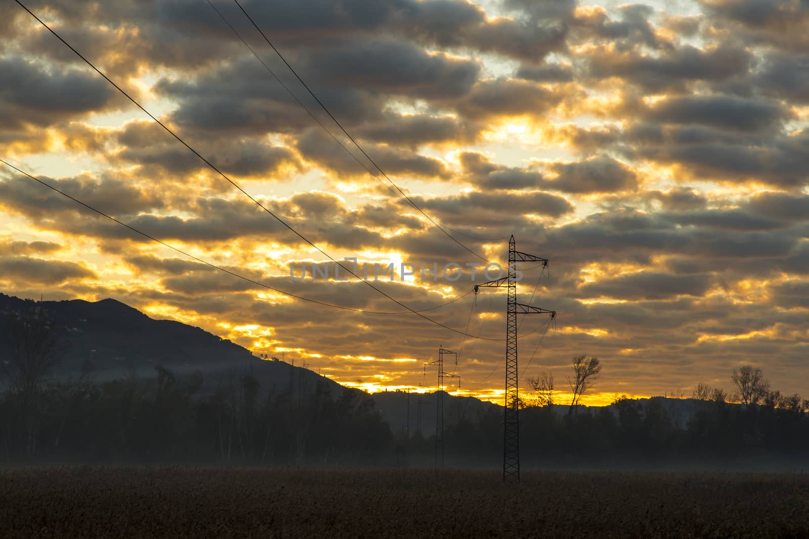 View of a current trellis in a natural park at dawn