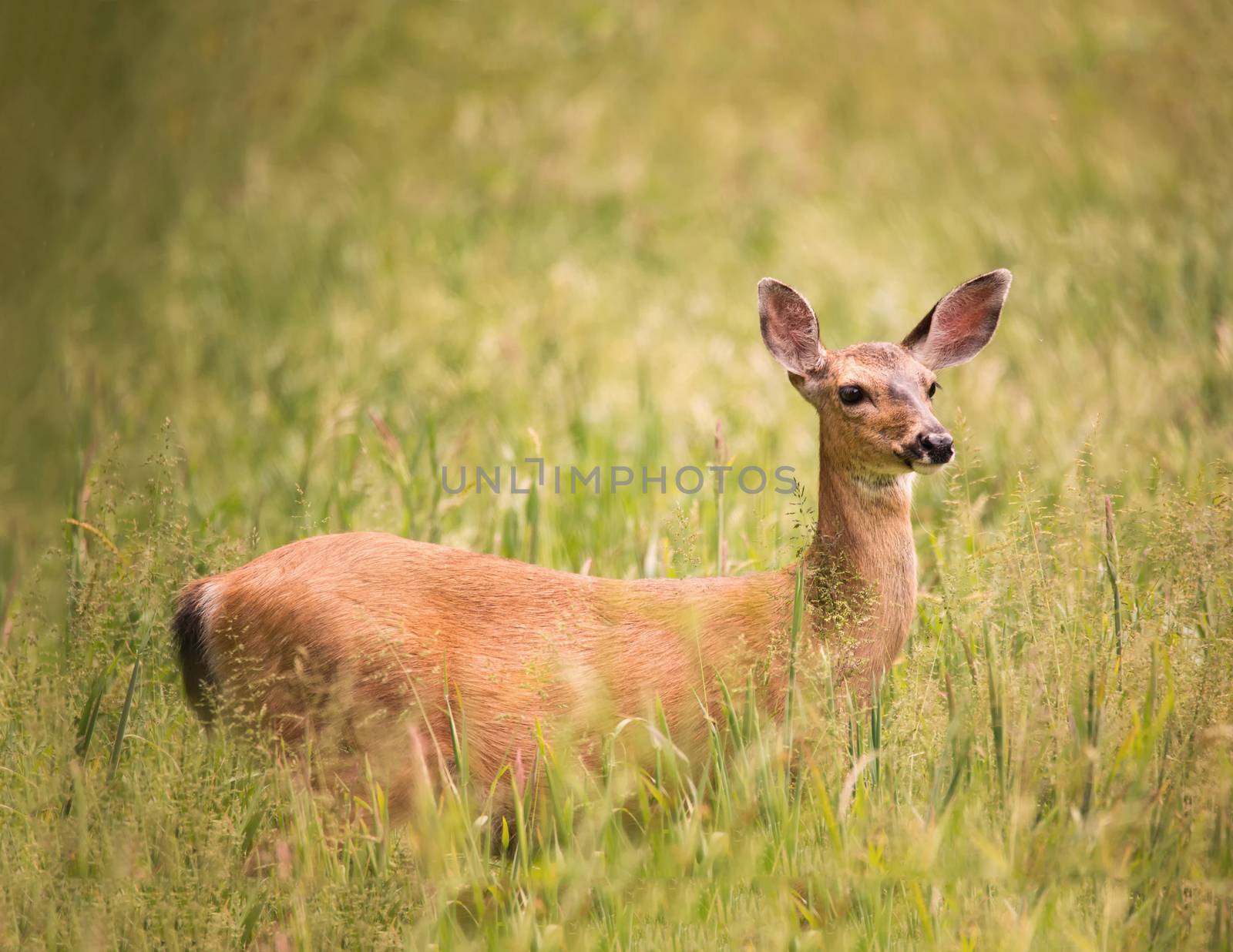 Deer Doe Standing in Tall Grass by backyard_photography