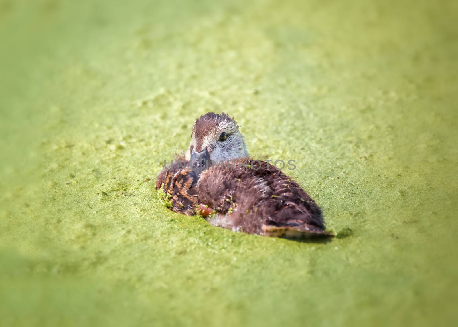 One duckling floating in a mossy pond. Northern California, USA, Color Image.