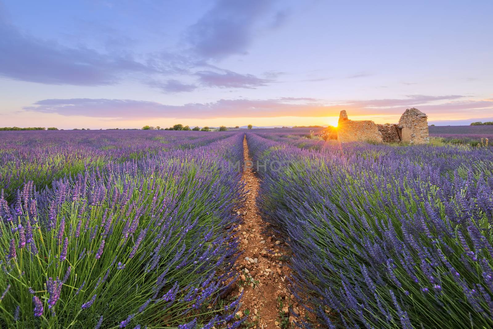 Purple lavender filed in Valensole at sunset. France.