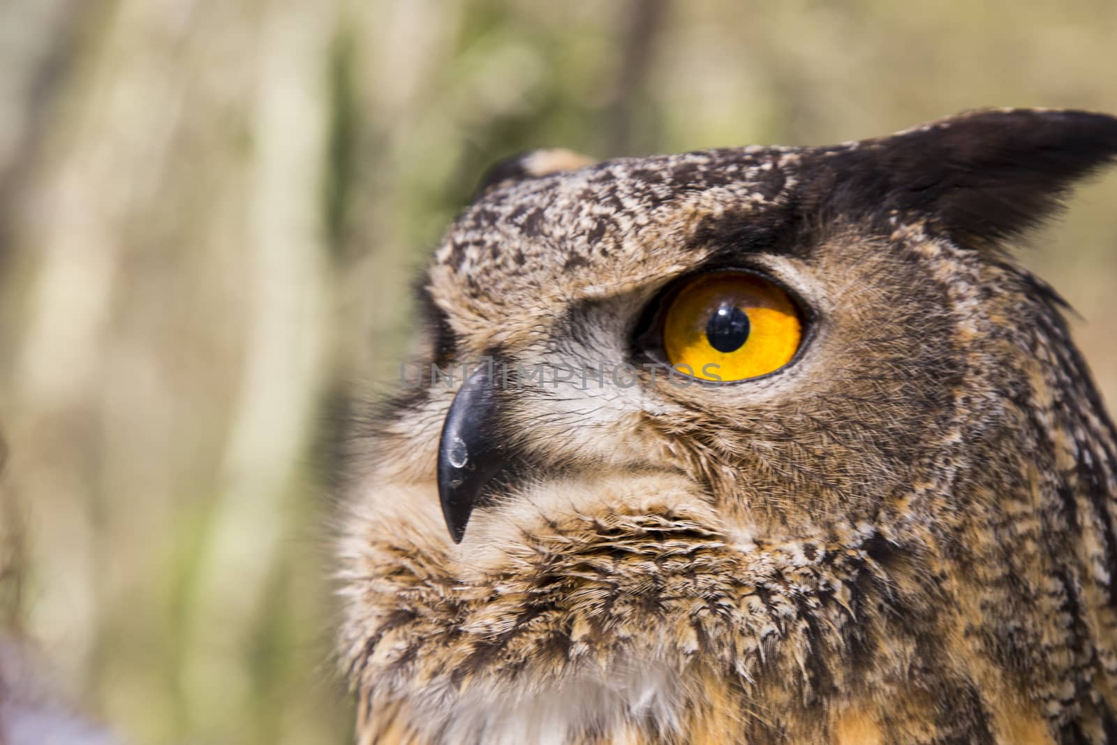 Close-up of owl named Arturo
