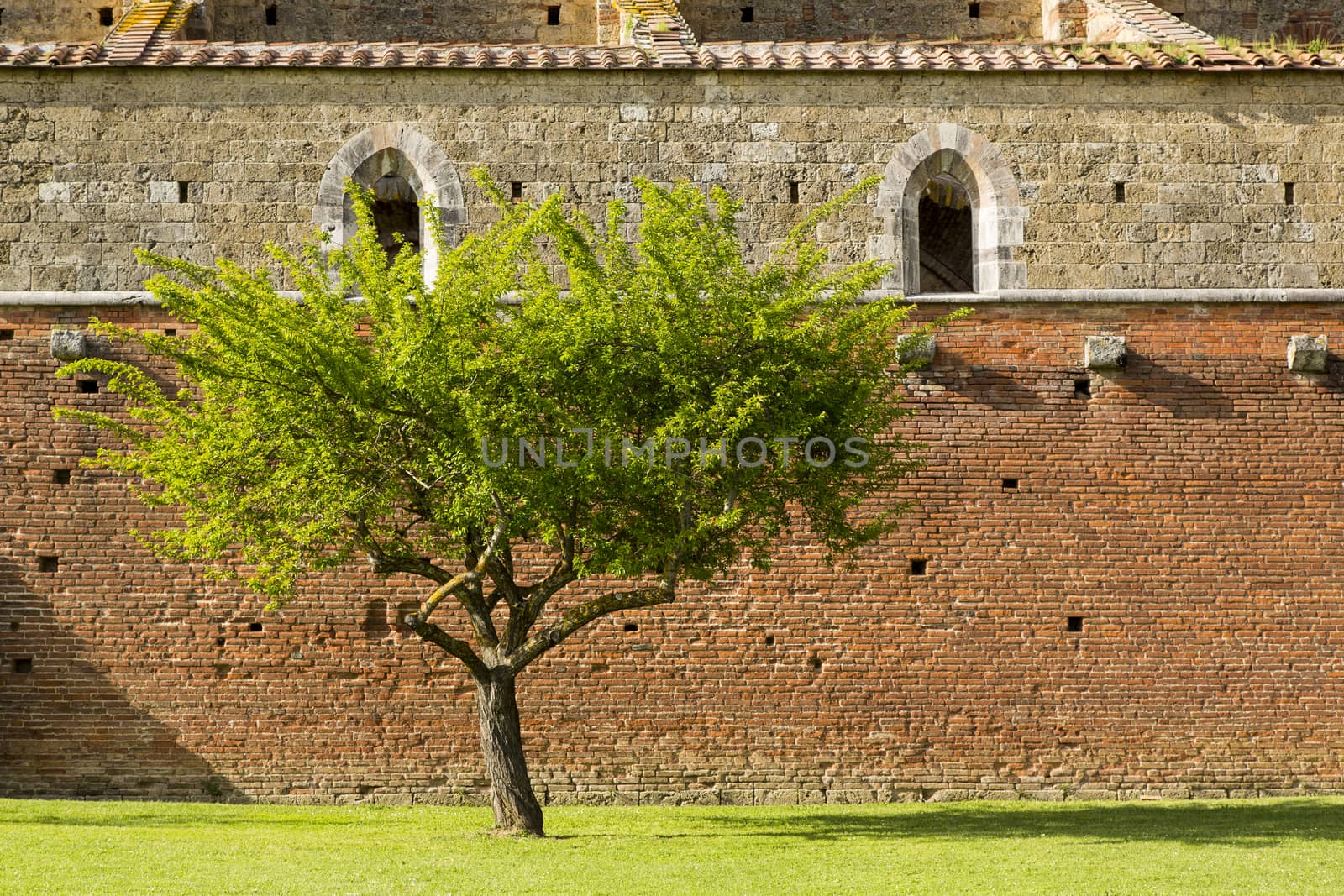 View of a tree in a meadow of an ancient Cathedral