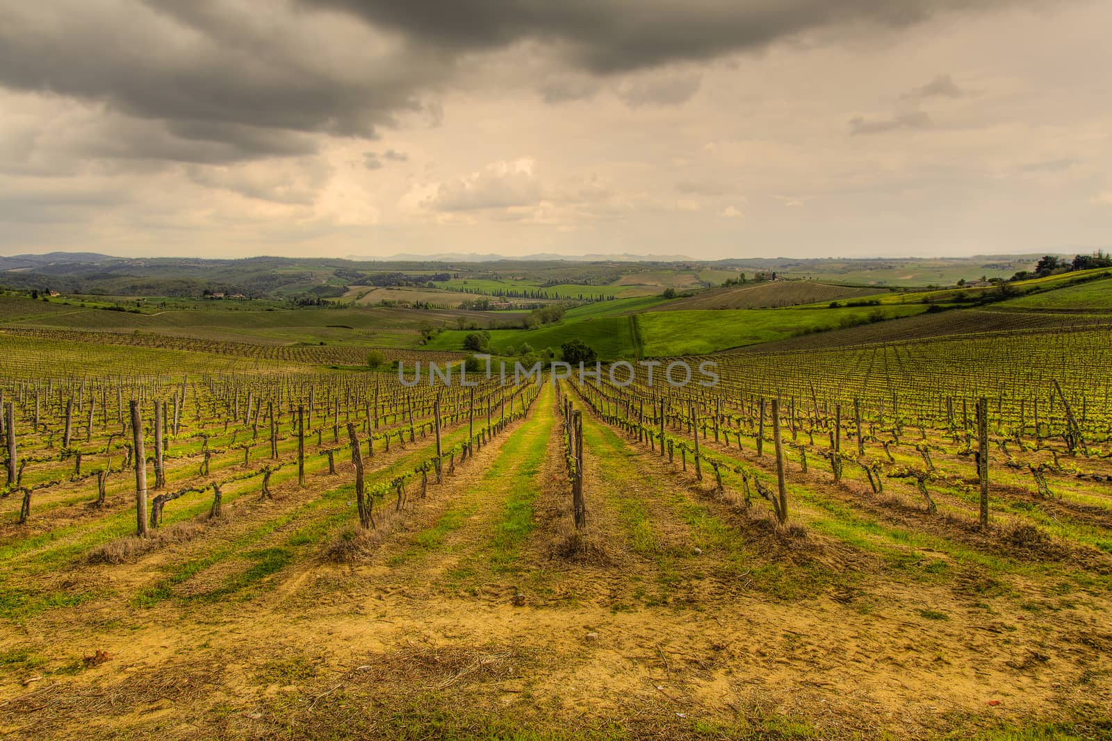 The Tuscan vineyards by nicobernieri