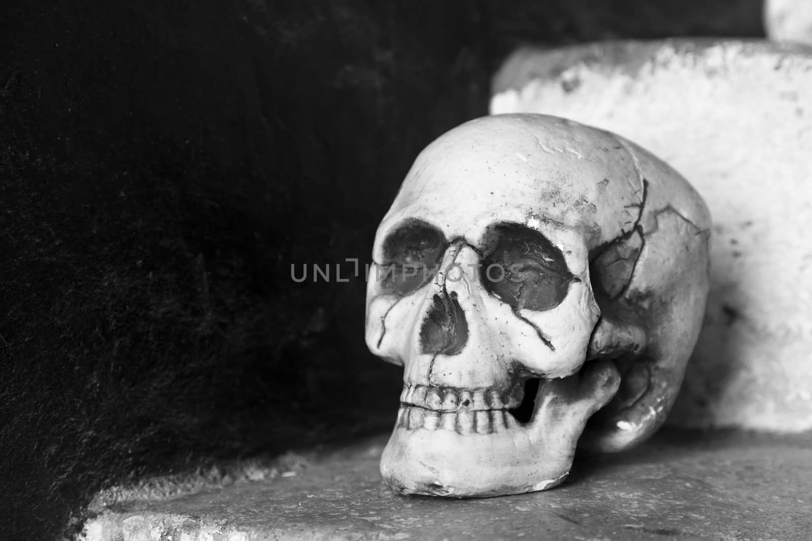 Close-up view of a skull with mixed white and black background