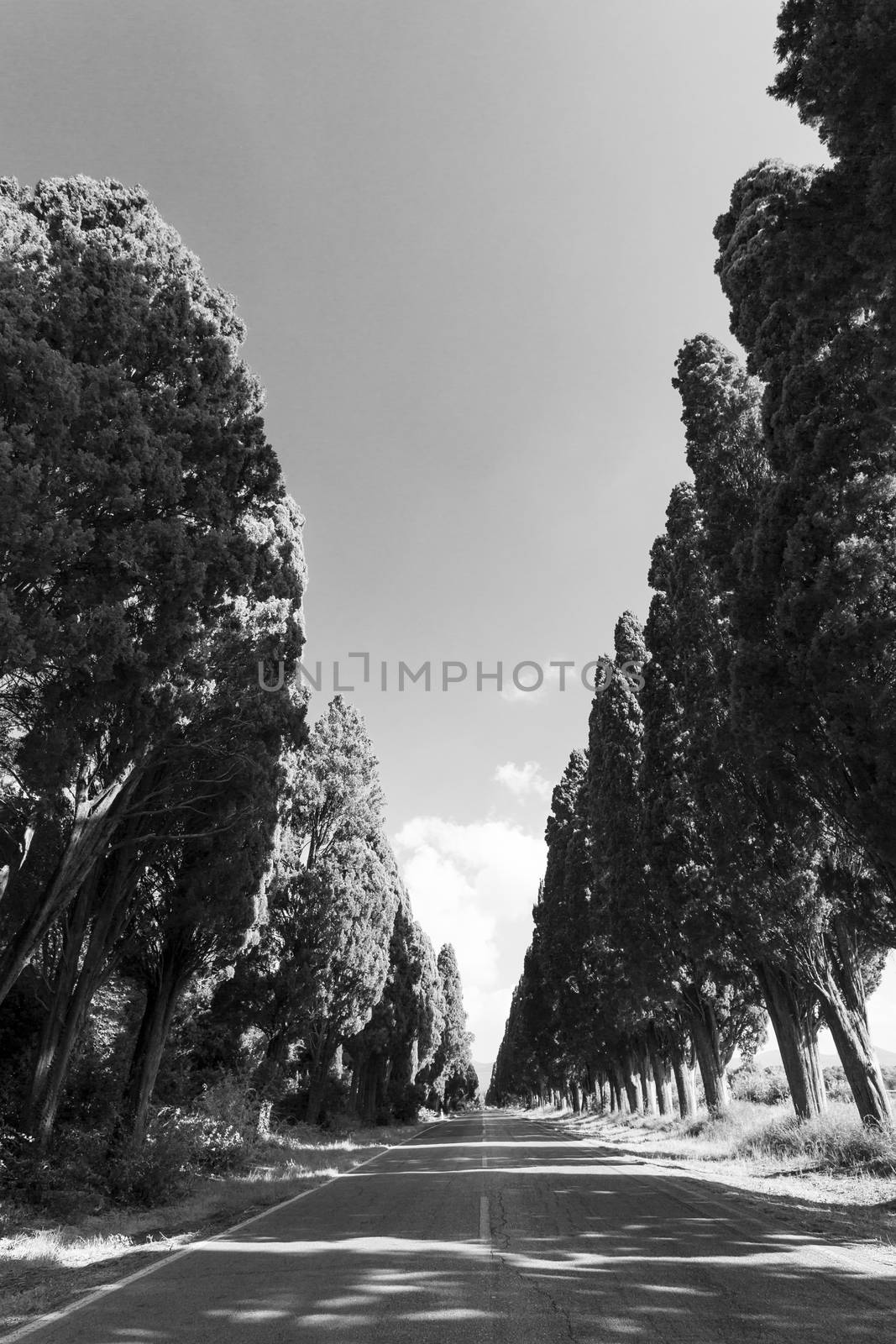 Cypress avenue of Saint Guido, Bolgheri Tuscan IT- November 2, 2014. View of the cypress avenue of Saint Guido in black and white.