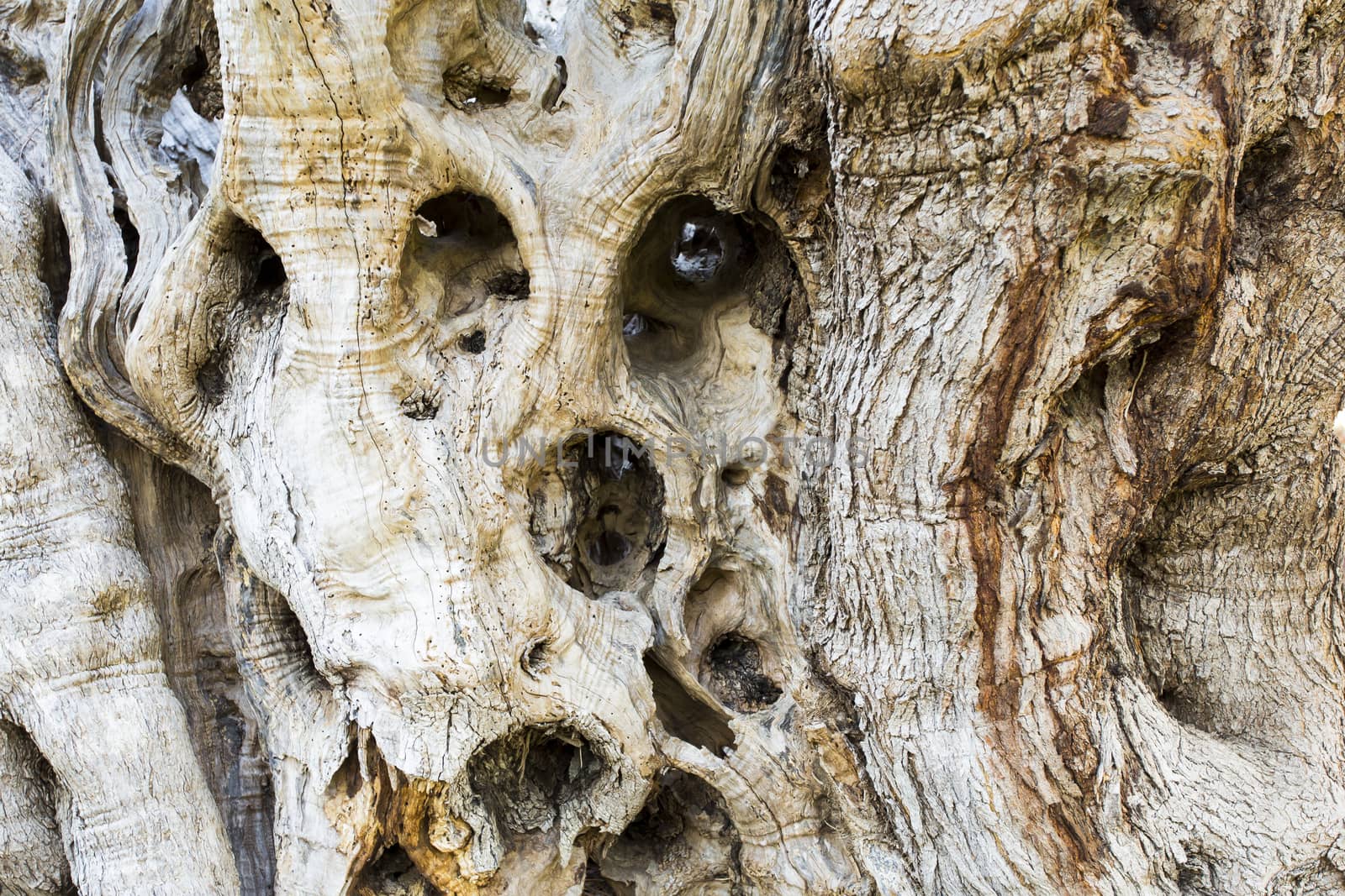 Close-up view of a detail of the bark of an old olive tree.