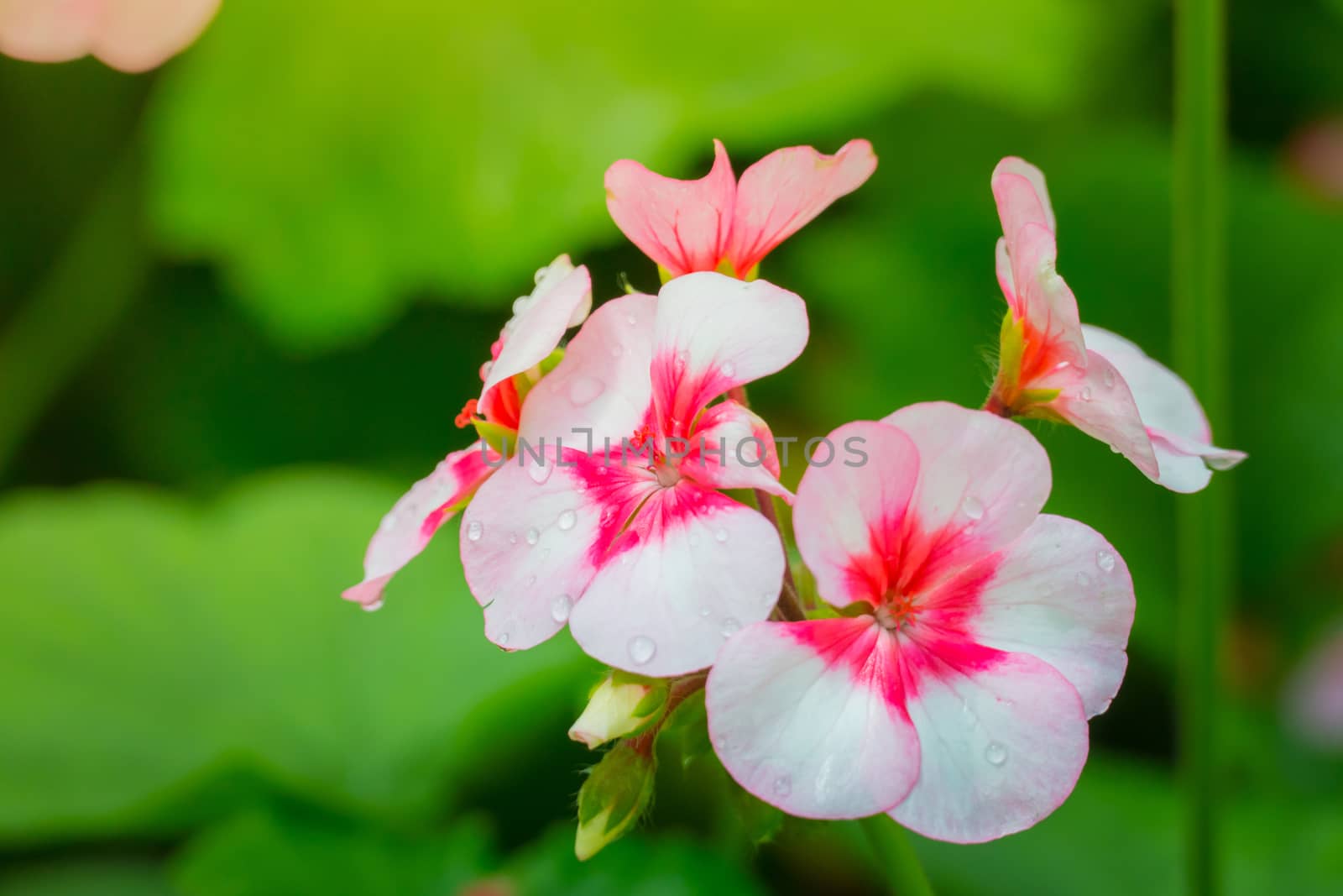 The background image of the colorful flowers, background nature