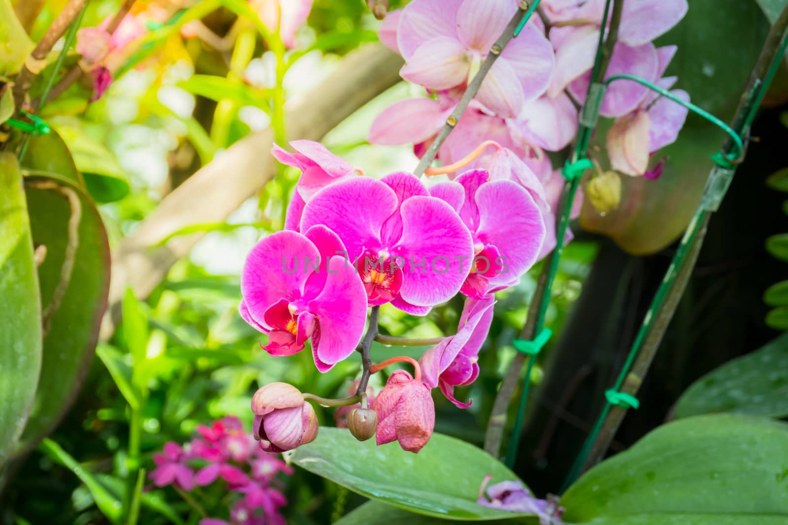 Beautiful blooming orchids in forest by teerawit