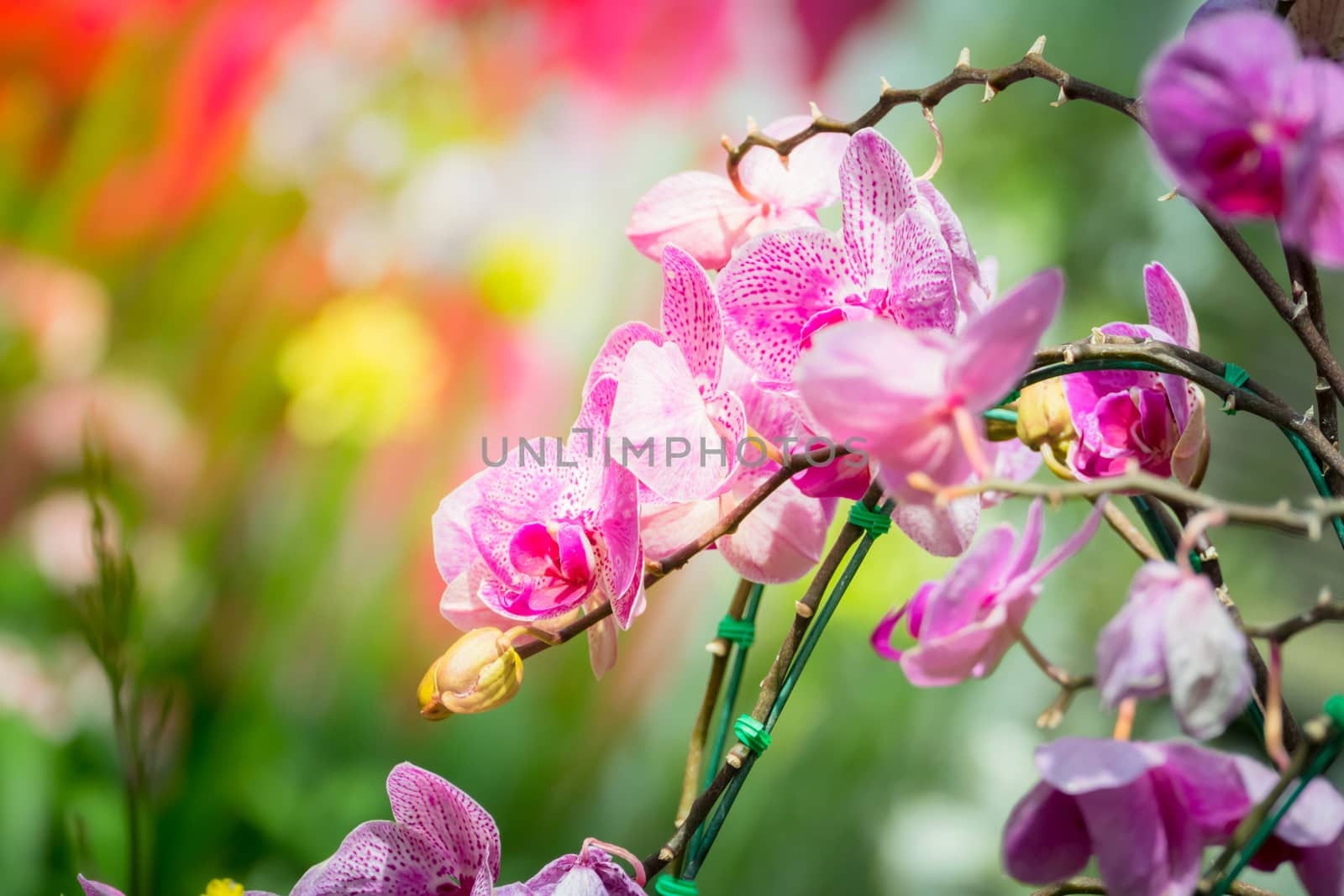 Beautiful blooming orchids in forest, On the bright sunshine