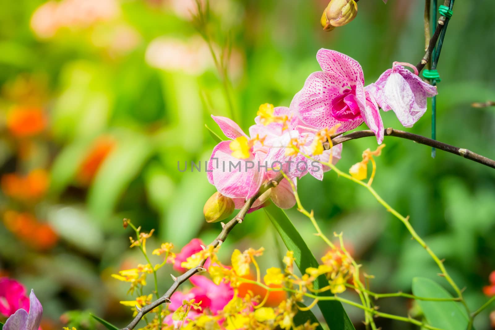 Beautiful blooming orchids in forest by teerawit