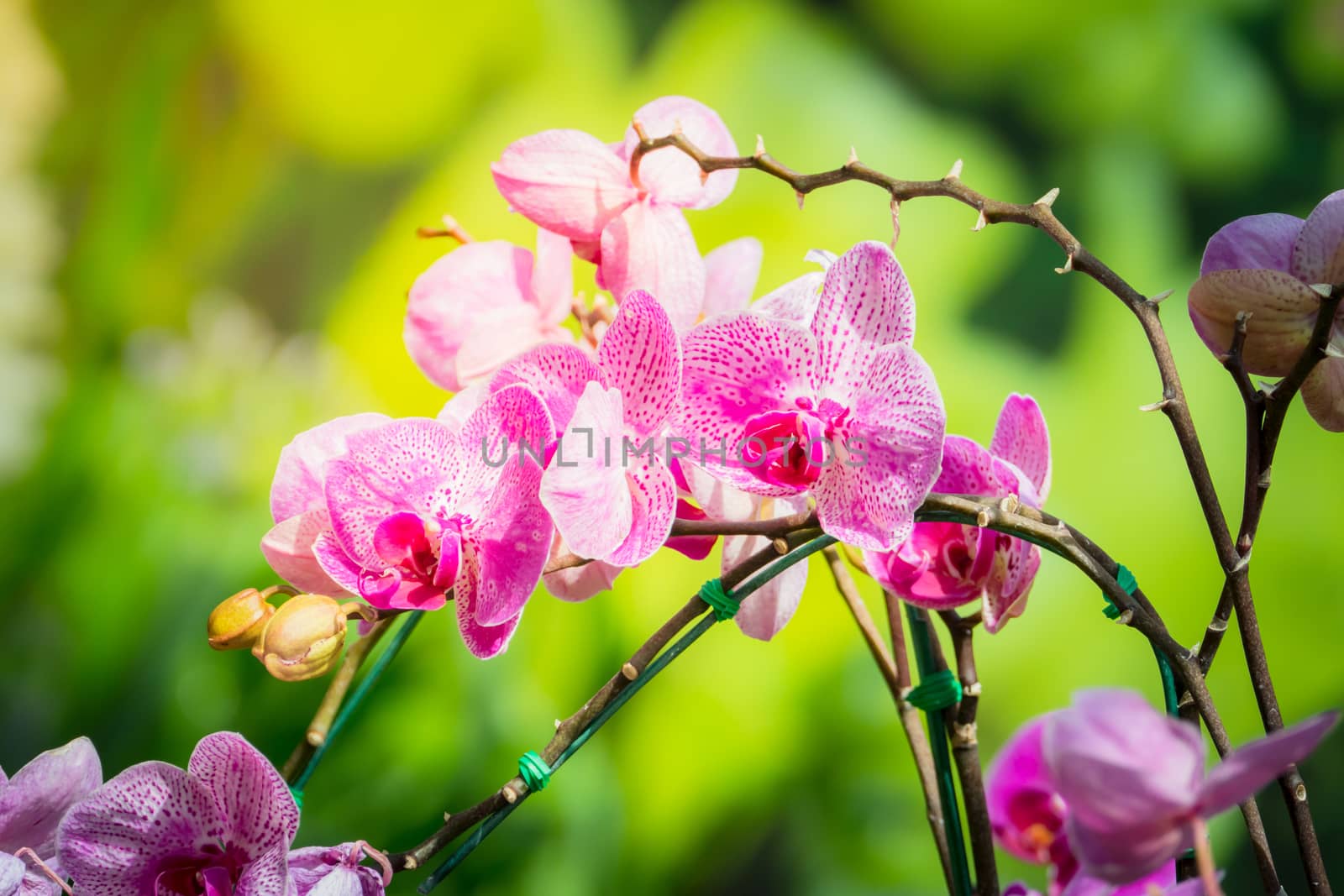 Beautiful blooming orchids in forest, On the bright sunshine