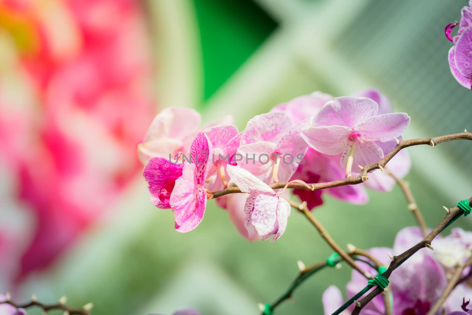 Beautiful blooming orchids in forest, On the bright sunshine