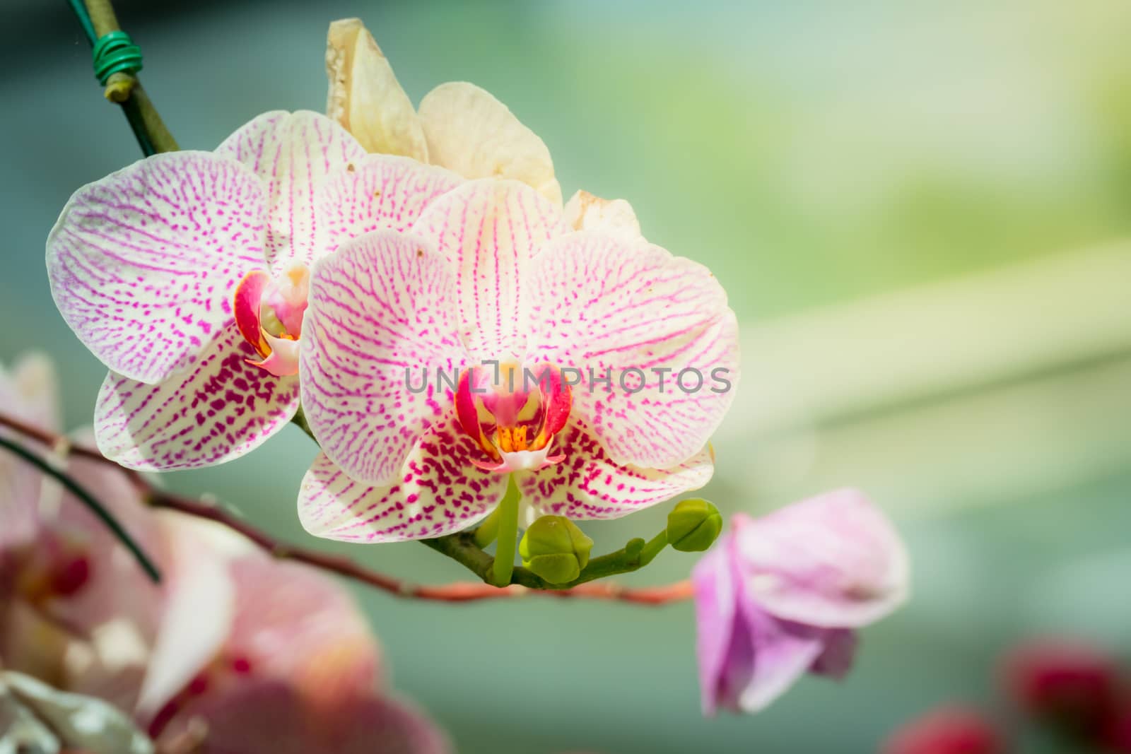 Beautiful blooming orchids in forest, On the bright sunshine