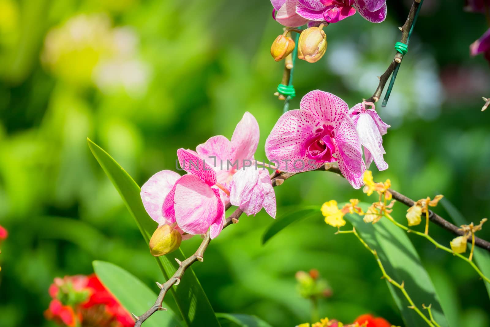 Beautiful blooming orchids in forest by teerawit