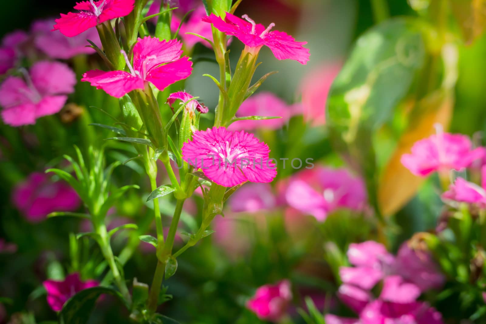 The background image of the colorful flowers, background nature