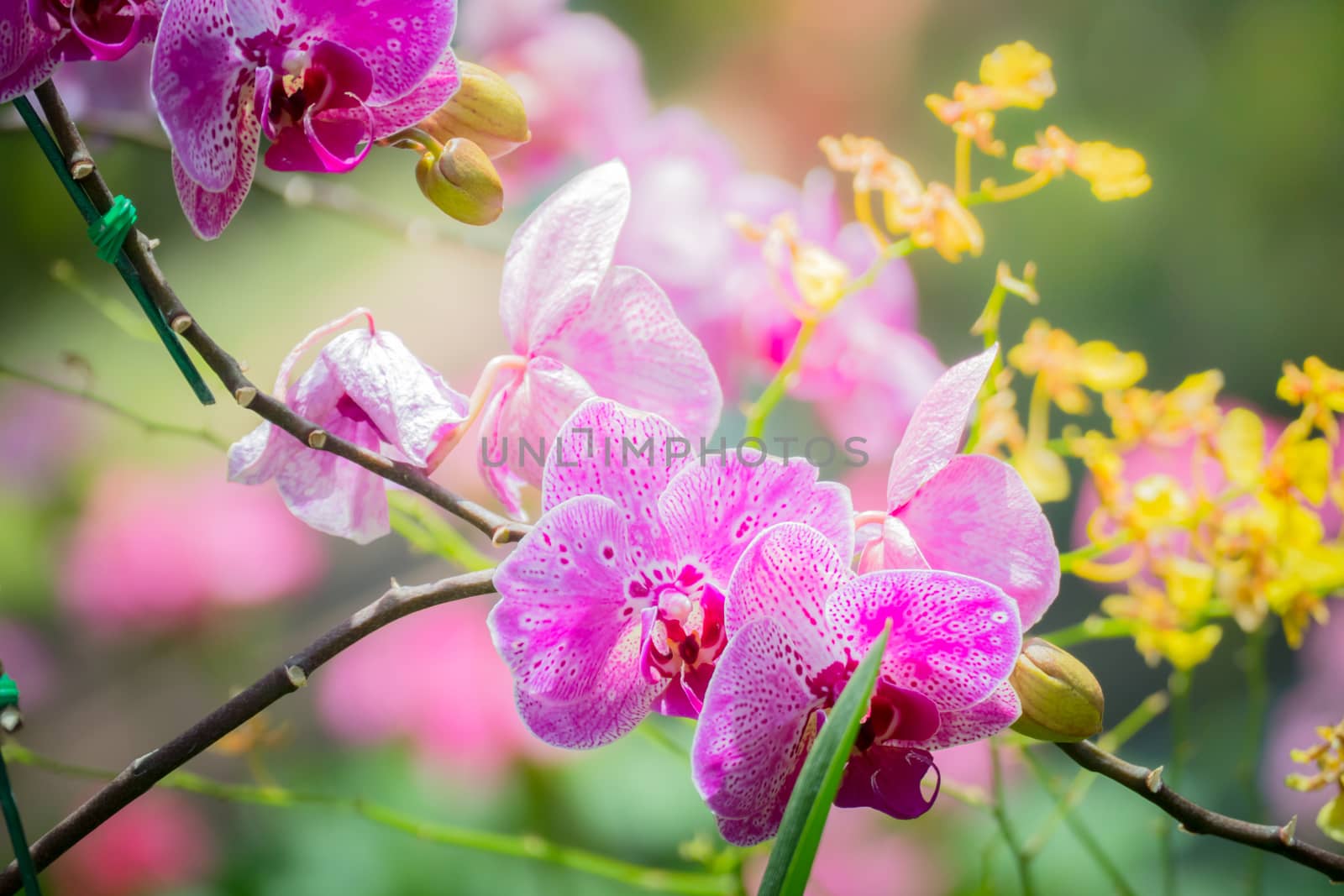 Beautiful blooming orchids in forest, On the bright sunshine