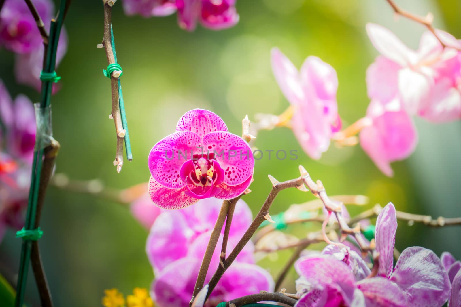 Beautiful blooming orchids in forest, On the bright sunshine