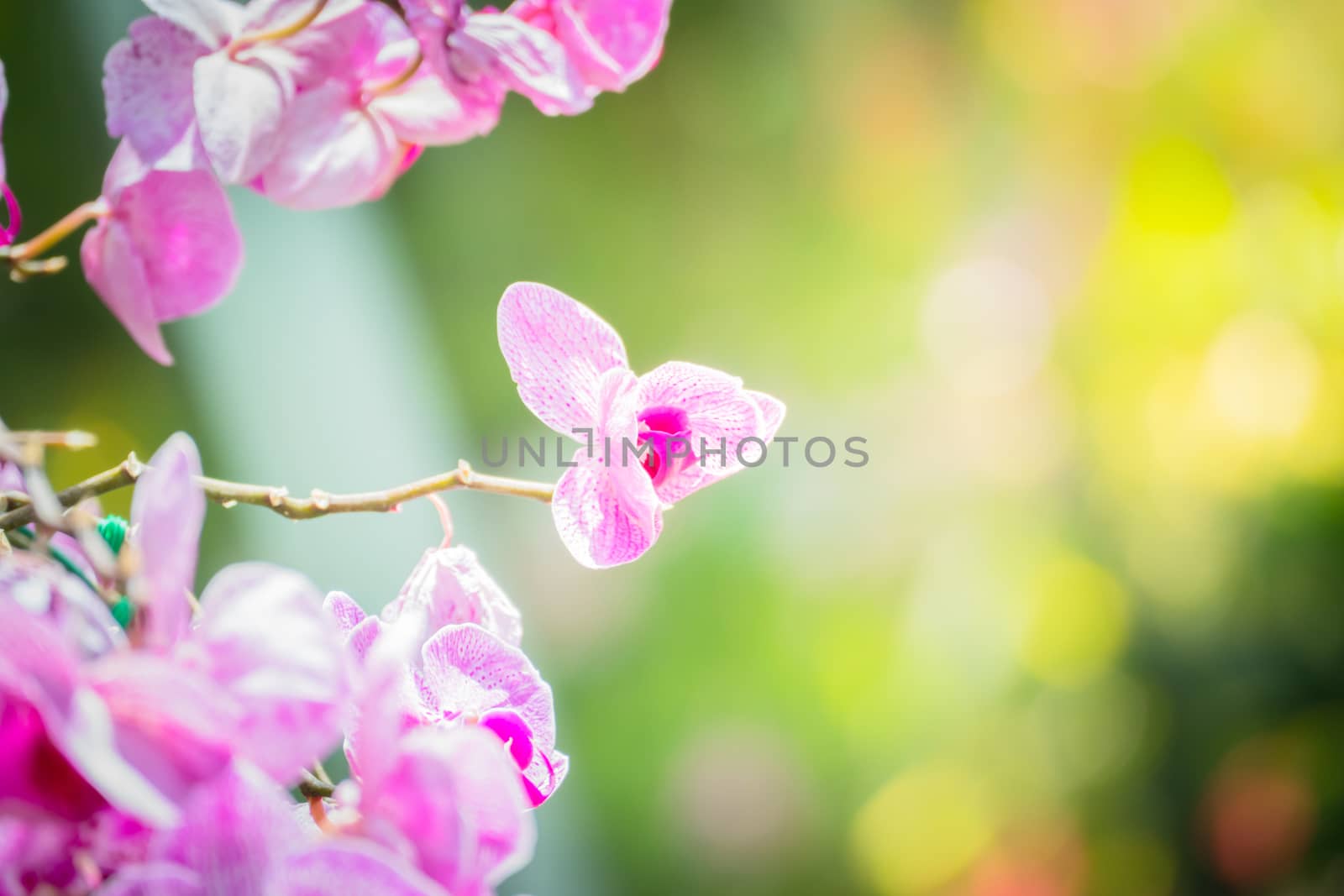 Beautiful blooming orchids in forest, On the bright sunshine