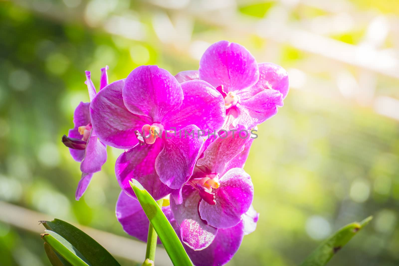 Beautiful blooming orchids in forest by teerawit