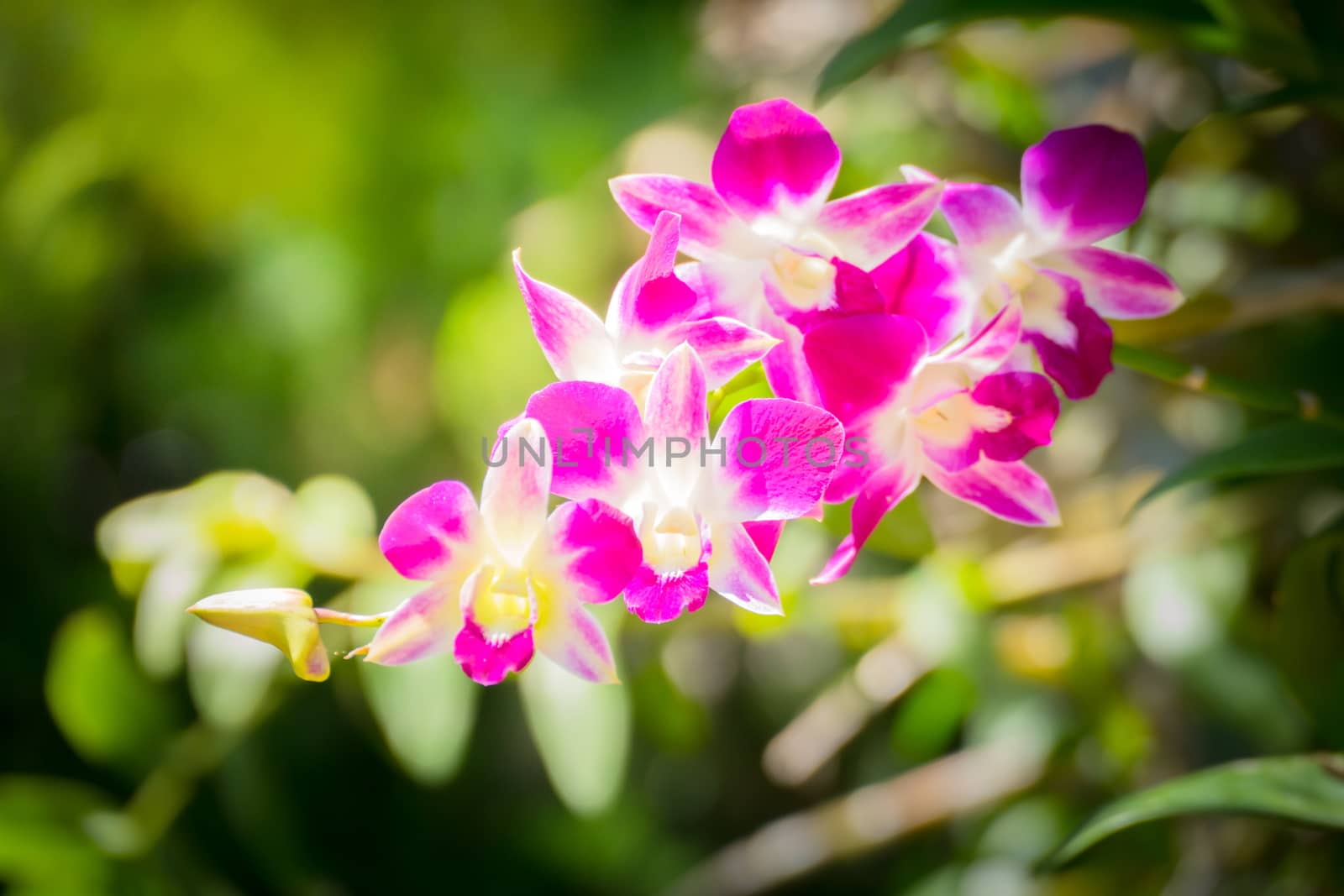 Beautiful blooming orchids in forest, On the bright sunshine