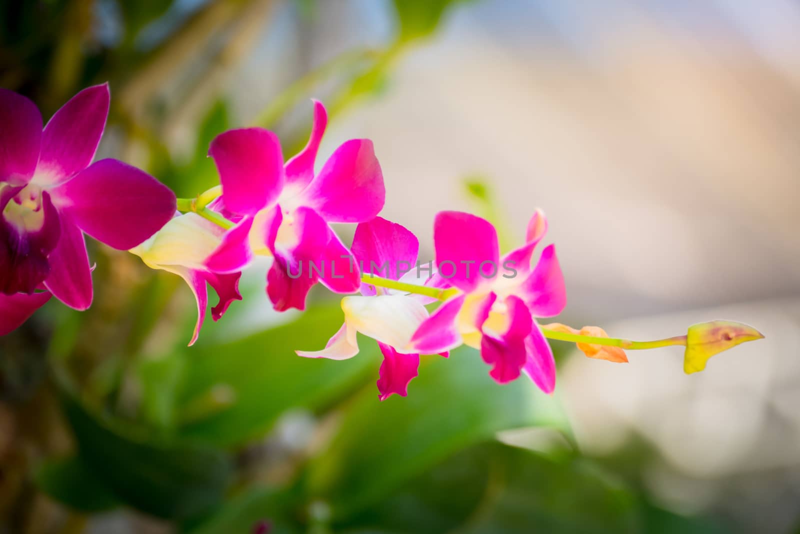 Beautiful blooming orchids in forest, On the bright sunshine