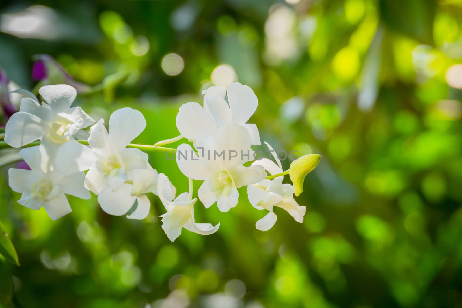 Beautiful blooming orchids in forest, On the bright sunshine