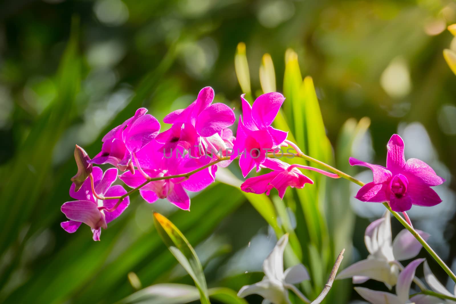 Beautiful blooming orchids in forest, On the bright sunshine