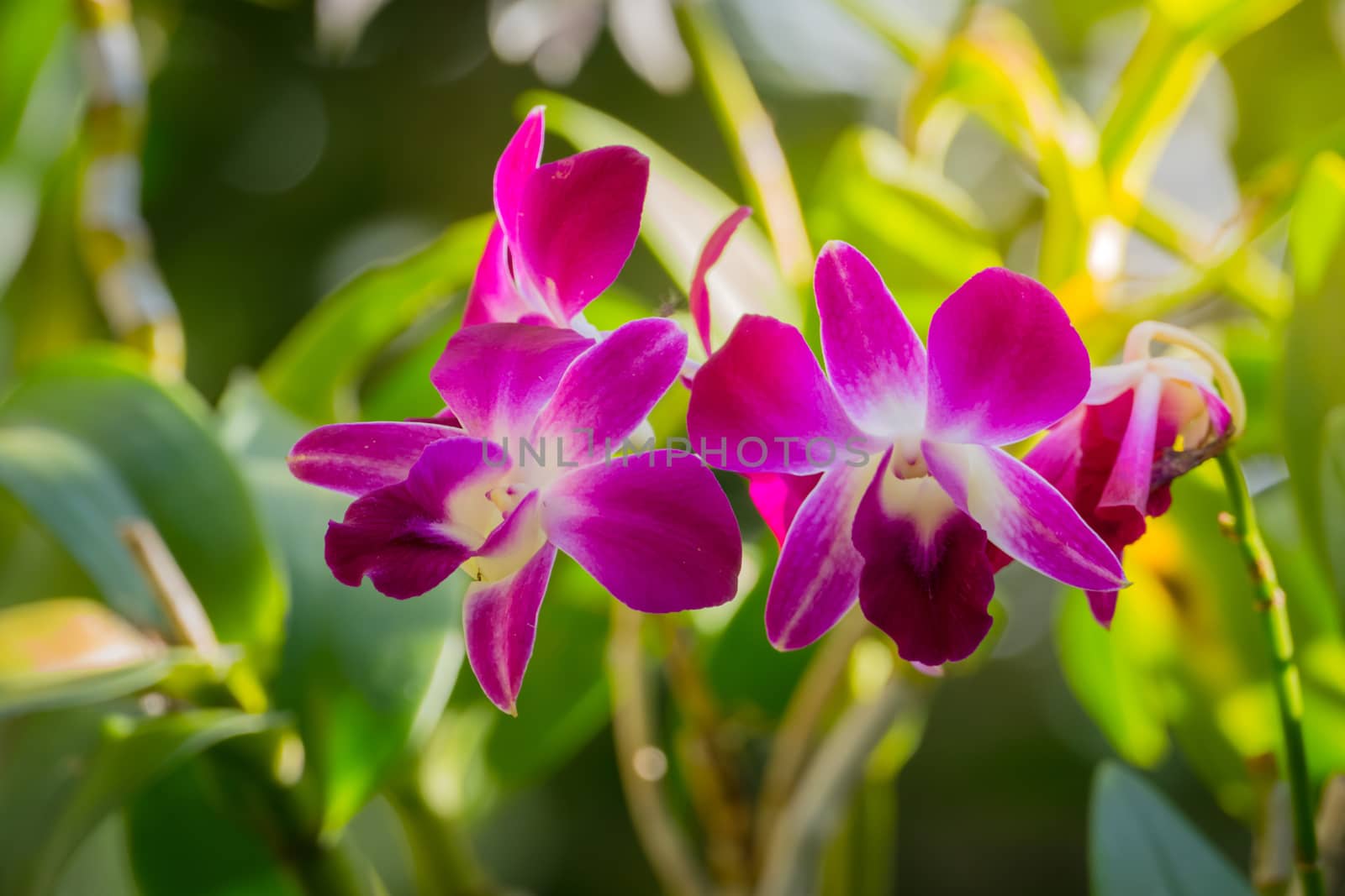 Beautiful blooming orchids in forest, On the bright sunshine