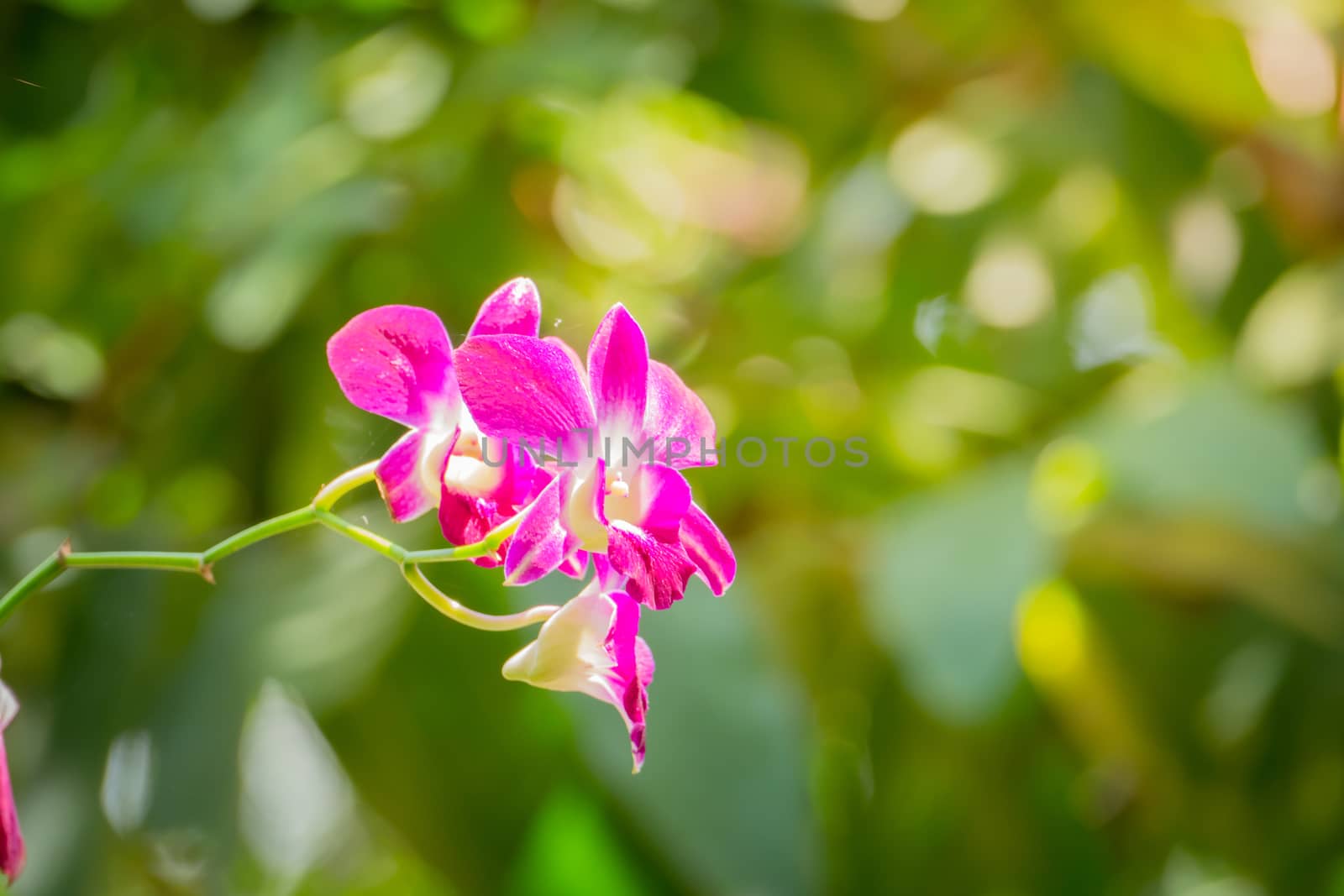 Beautiful blooming orchids in forest, On the bright sunshine