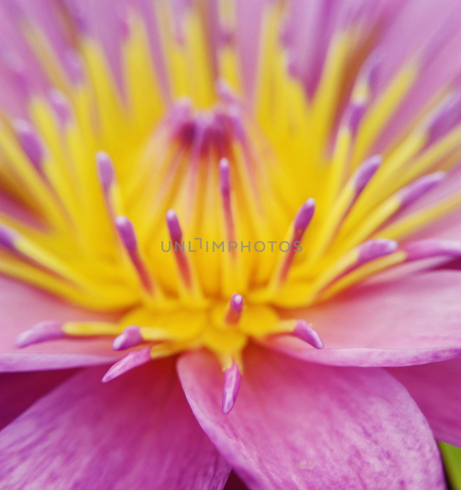 close up lotus flower by bugning