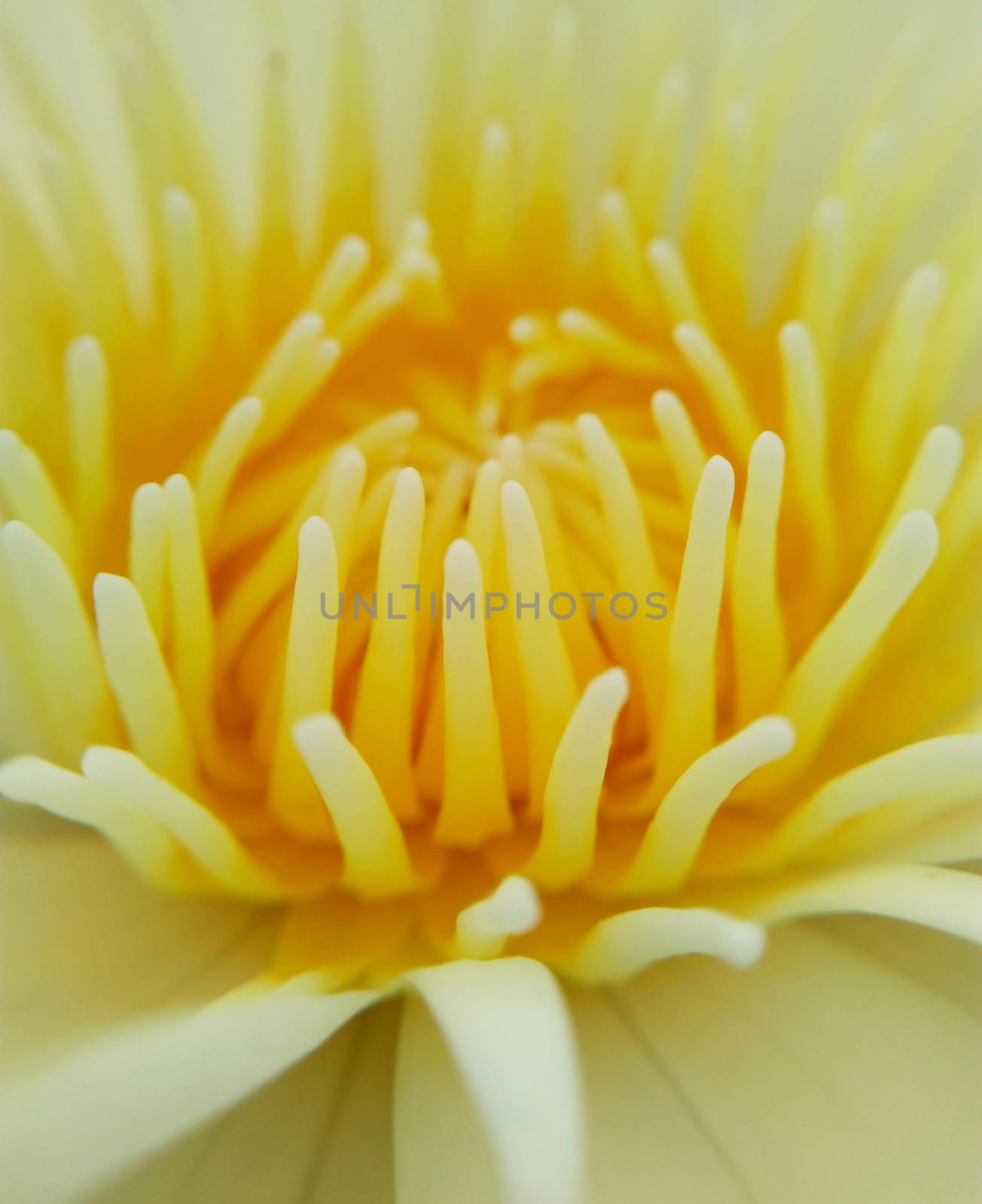 close up lotus flower