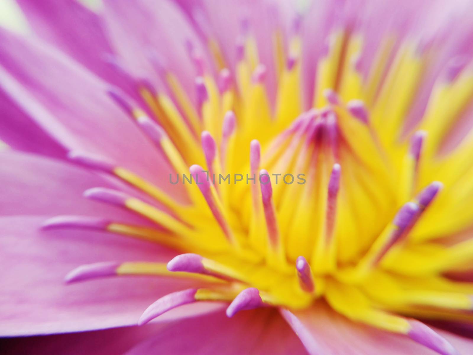 close up lotus flower by bugning